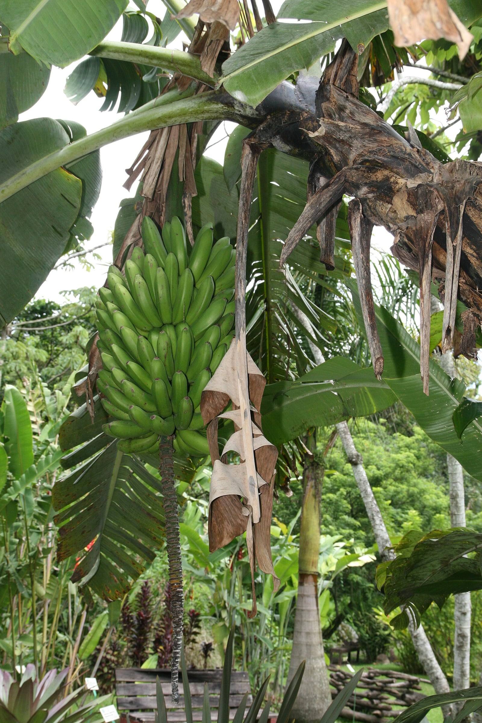 Racimo de bananas verdes bajo las grandes hojas de un Musa acuminata en el jardín botánico Else Kientzler.