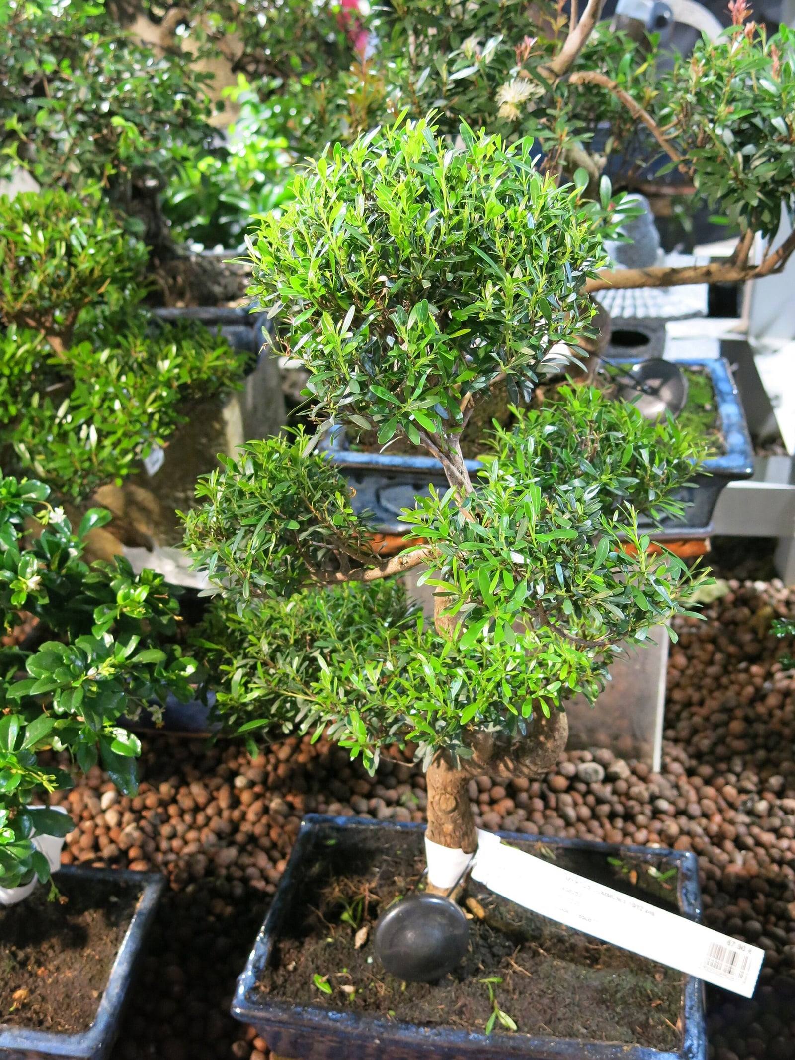 Roughly ten-year-old common myrtle bonsai with a curving trunk and small dark green leaves arranged in tiered pads, in a dark blue rectangular pot with its label.
