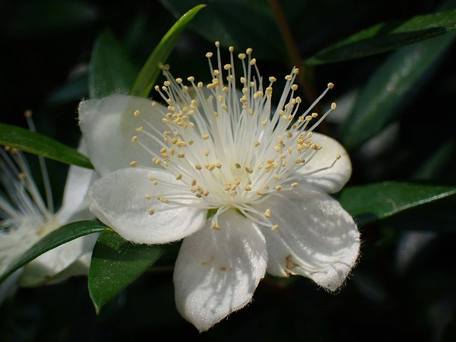 Flor blanca de mirto con cinco pétalos y un penacho de largos estambres de anteras amarillo pálido, entre hojas lanceoladas verde oscuro y brillantes.