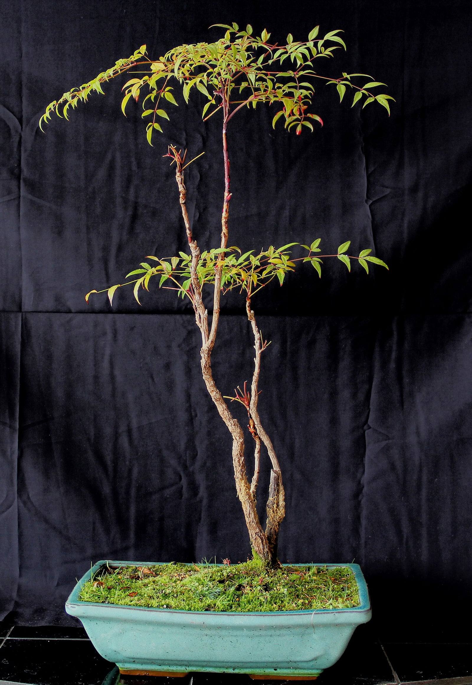 Nandina bonsai with two slender trunks bearing light green compound leaves on reddish stalks, in a turquoise rectangular pot covered with moss, against a black background.