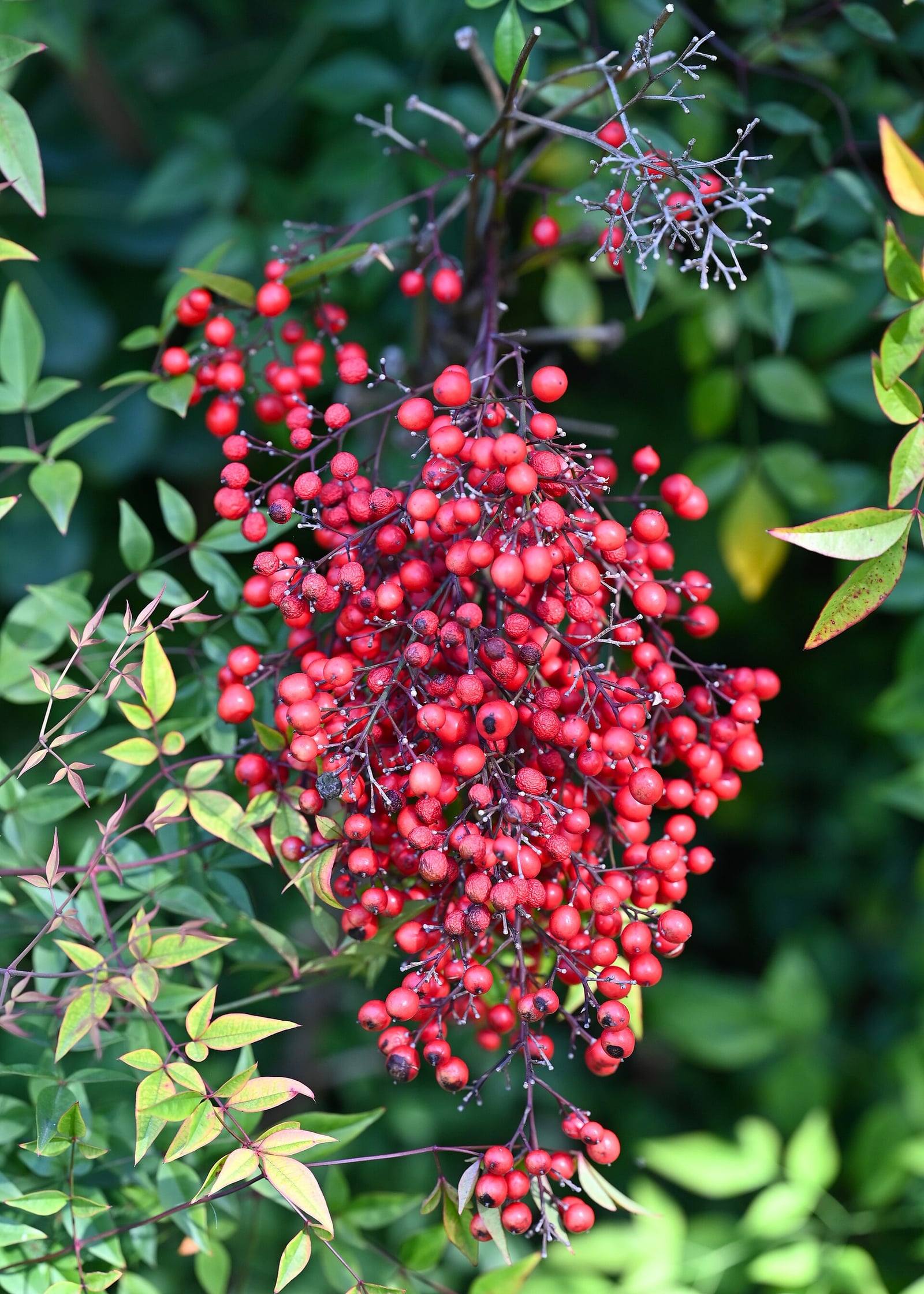 Racimo colgante de bayas rojas de Nandina domestica, rodeado de folíolos verdes lanceolados, algunos de ellos enrojecidos.