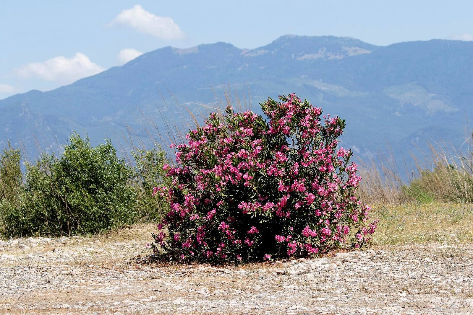Mata redondeada de adelfa cubierta de flores rosas sobre un suelo seco y pedregoso, con montañas al fondo, en Turquía.