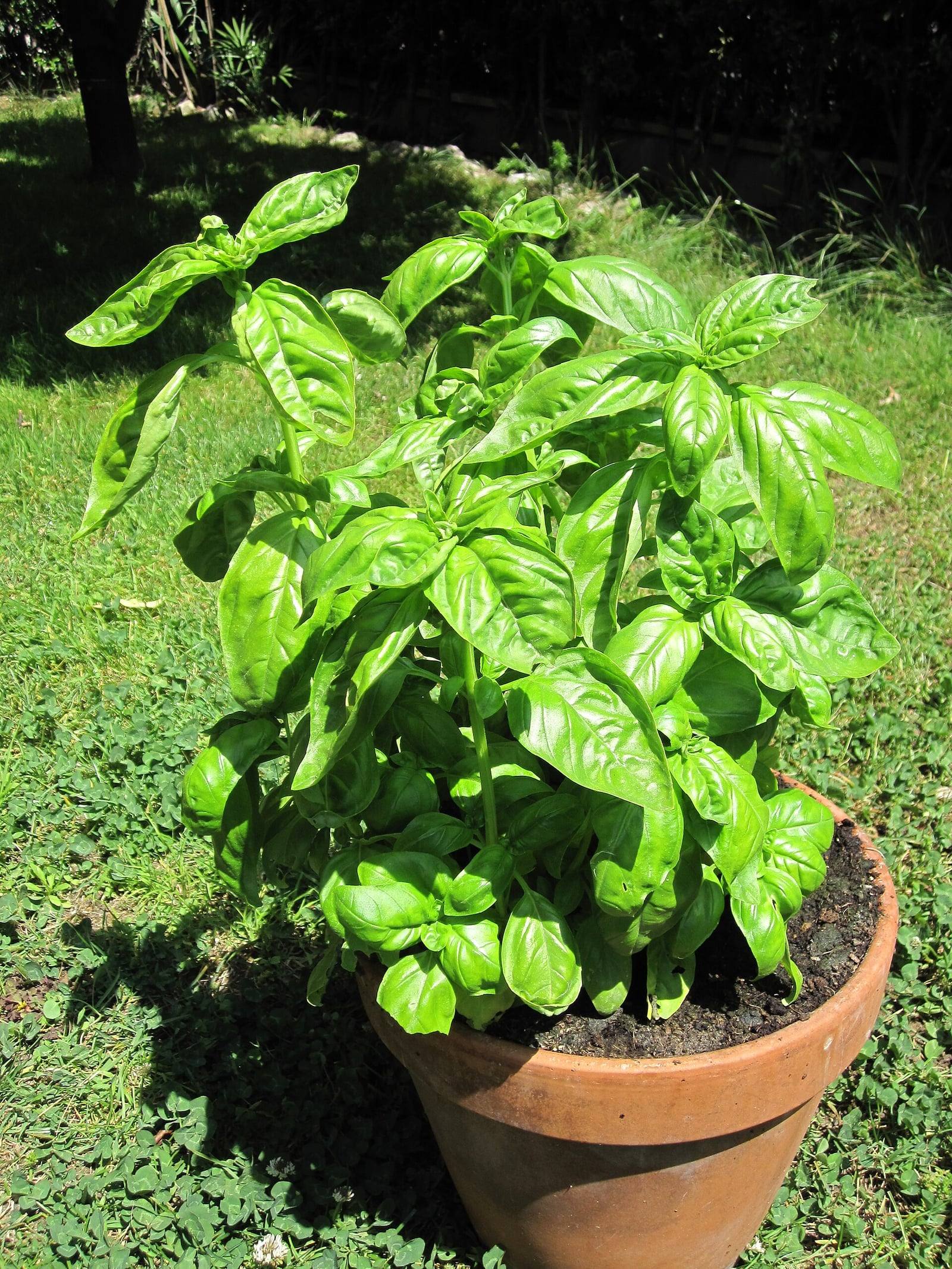 Planta de albahaca en una maceta de barro sobre el césped al sol: tallos erguidos con grandes hojas ovaladas verde vivo, brillantes y ligeramente abombadas.
