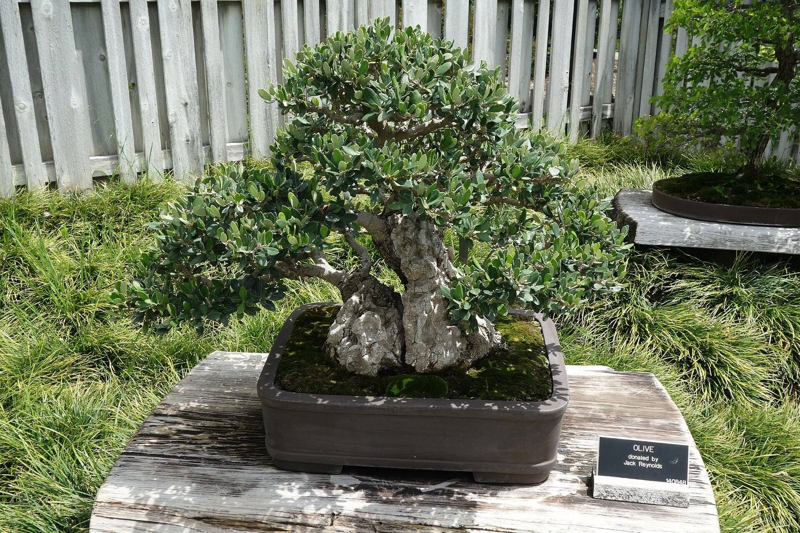 Bonsái de olivo de tronco grueso y nudoso, de corteza gris muy tortuosa, que sostiene una copa densa de pequeñas hojas verde grisáceo, en una maceta rectangular marrón sobre una mesa de madera, con una etiqueta «Olive» en primer plano.