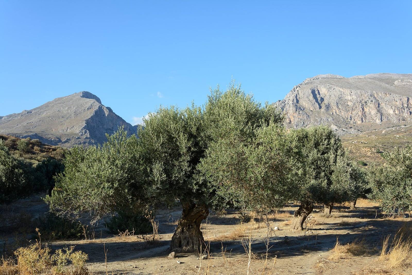 Olivo viejo de tronco corto, nudoso y hueco, con una amplia copa verde grisácea, en un olivar seco al pie de montañas rocosas de Creta, bajo un cielo azul.