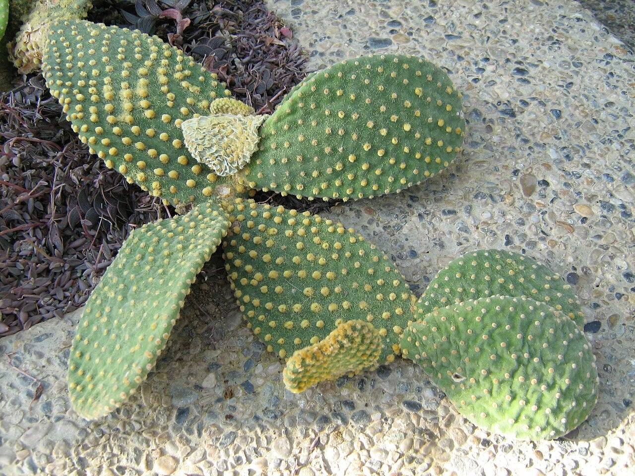 Opuntia microdasys en el jardín botánico de Berna: pencas ovaladas de color verde claro, cubiertas de pequeños mechones amarillos de gloquidios, extendidas sobre un suelo de grava.