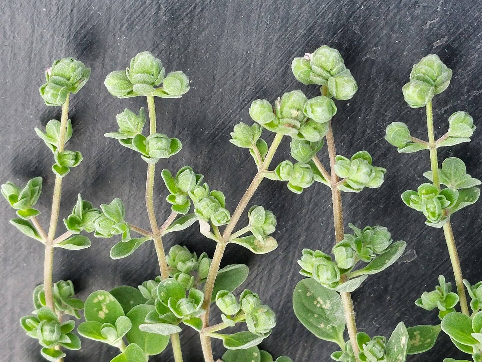Cut sweet marjoram stems with small gray-green leaves, tipped with flower buds clustered in small knots, on a dark background.