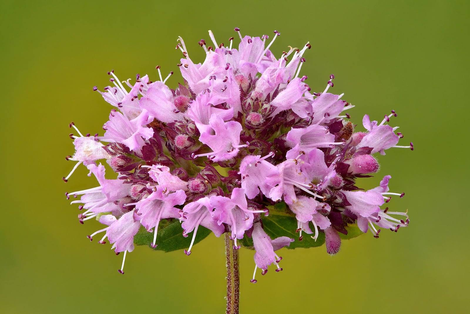 Inflorescencia de orégano en primer plano: ramillete redondeado de pequeñas flores tubulares rosa lila con estambres salientes, rodeadas de brácteas púrpuras, en lo alto de un tallo rojizo con algunas hojas verdes, sobre un fondo verde desenfocado.