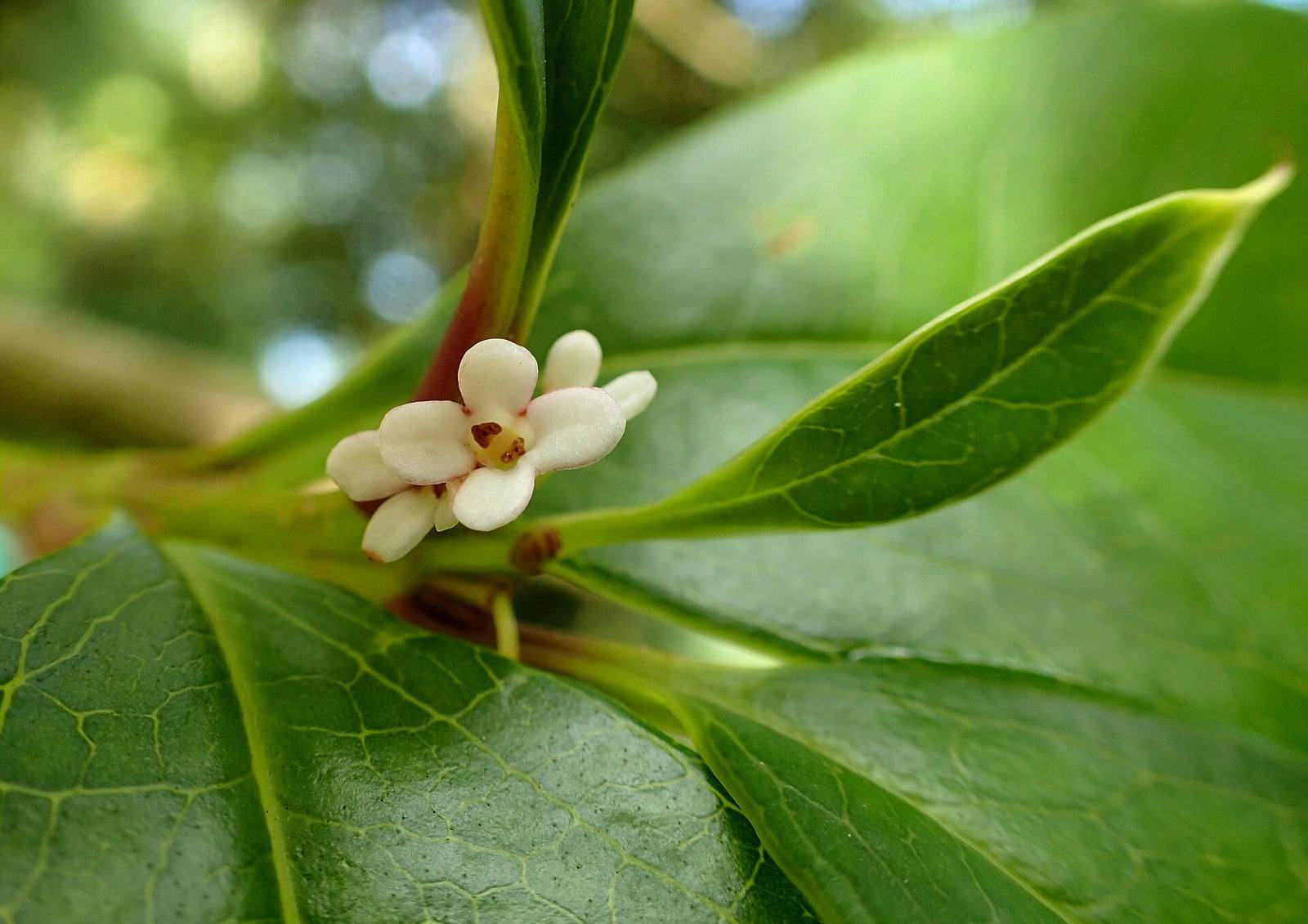 Pequeño ramillete de flores blanco crema de cuatro lóbulos de Osmanthus fragrans, en la axila de grandes hojas verde oscuro, brillantes y de nervios marcados.