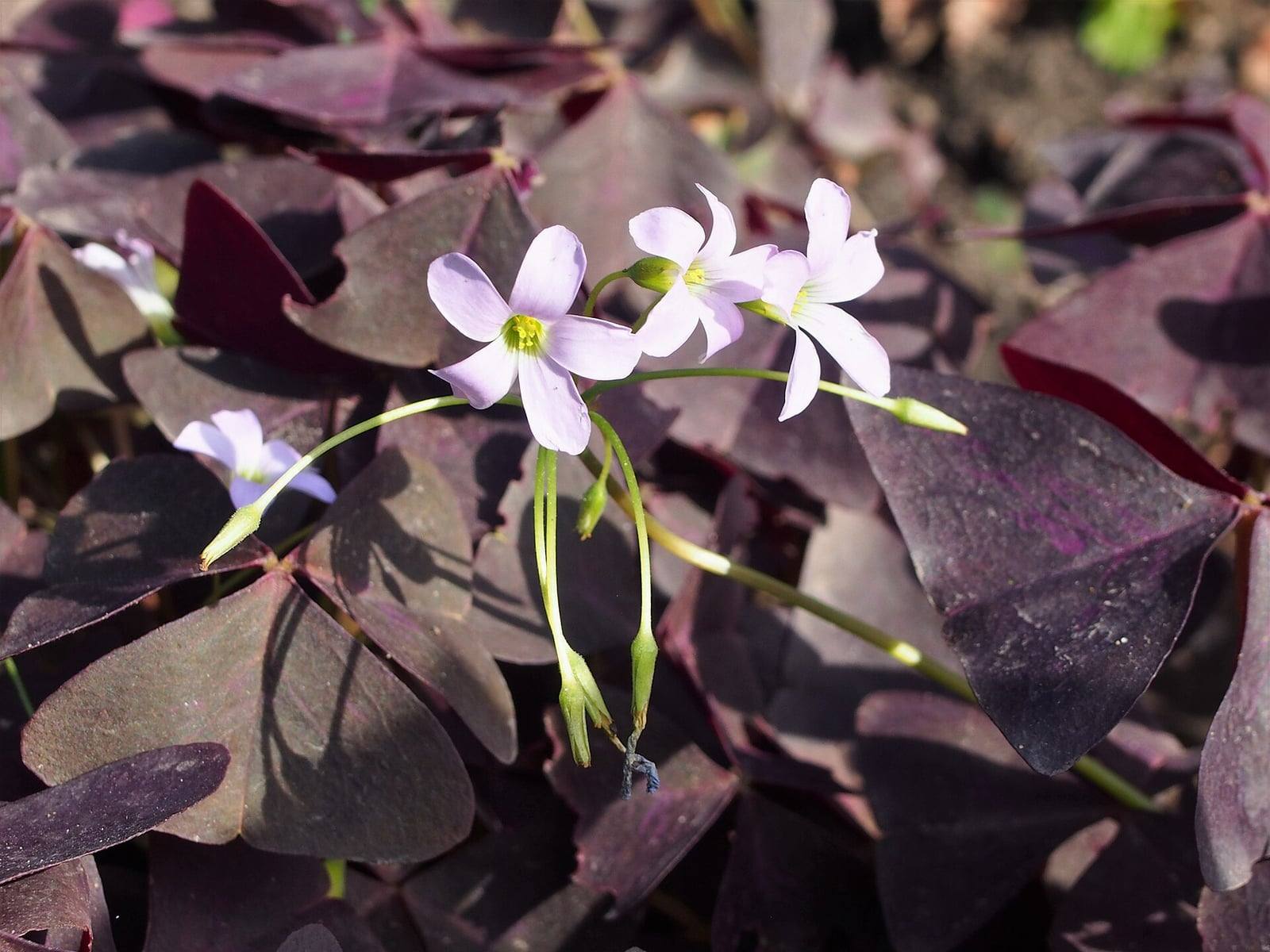 Mata de Oxalis triangularis con hojas de color morado oscuro formadas por tres folíolos triangulares, de la que se elevan sobre finos tallos verdes algunas flores de cinco pétalos rosa pálido con el centro amarillo.