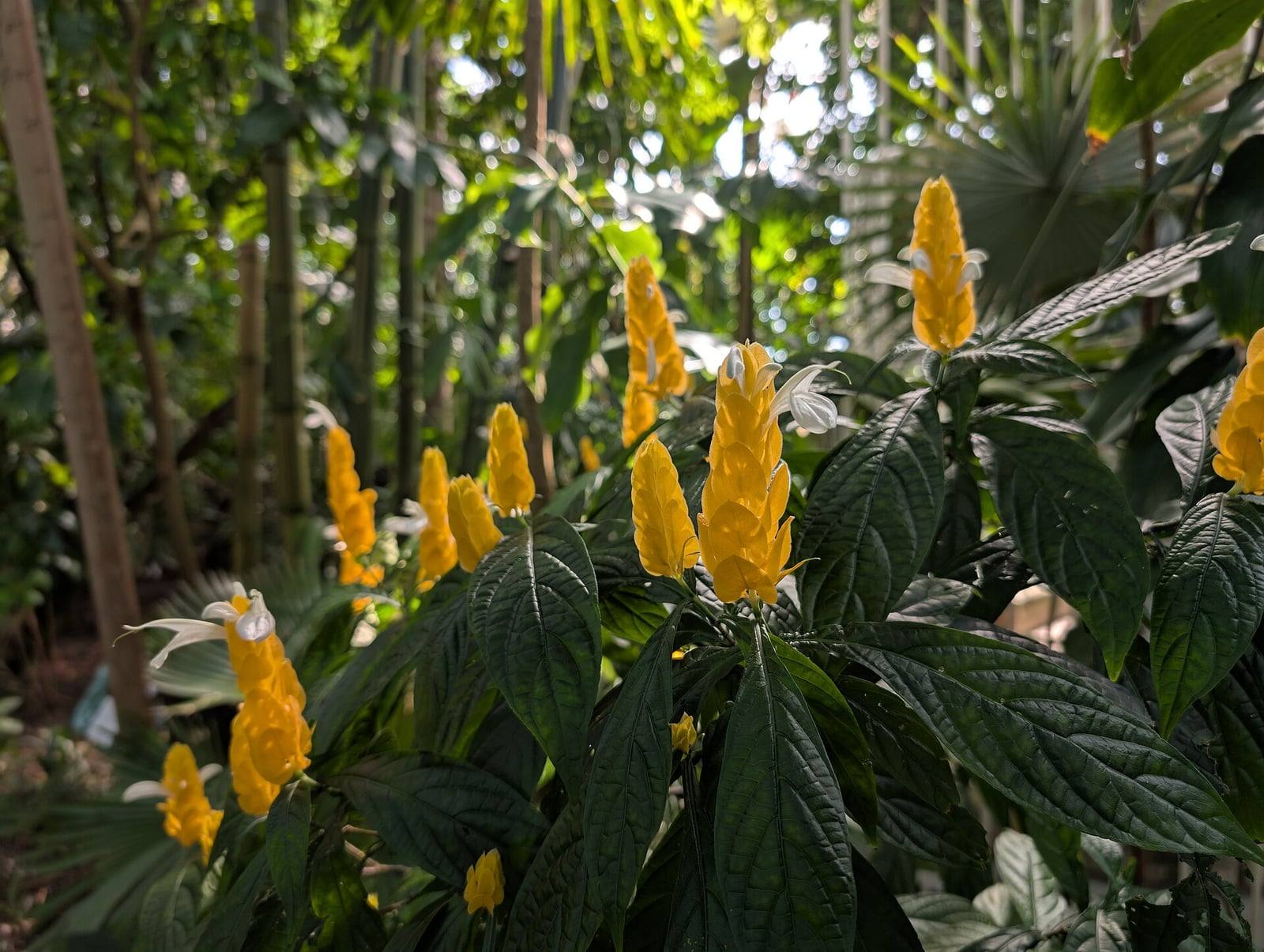 Golden shrimp plant in a tropical glasshouse: upright spikes of golden-yellow bracts with white flowers poking out, above dark green, deeply veined leaves.