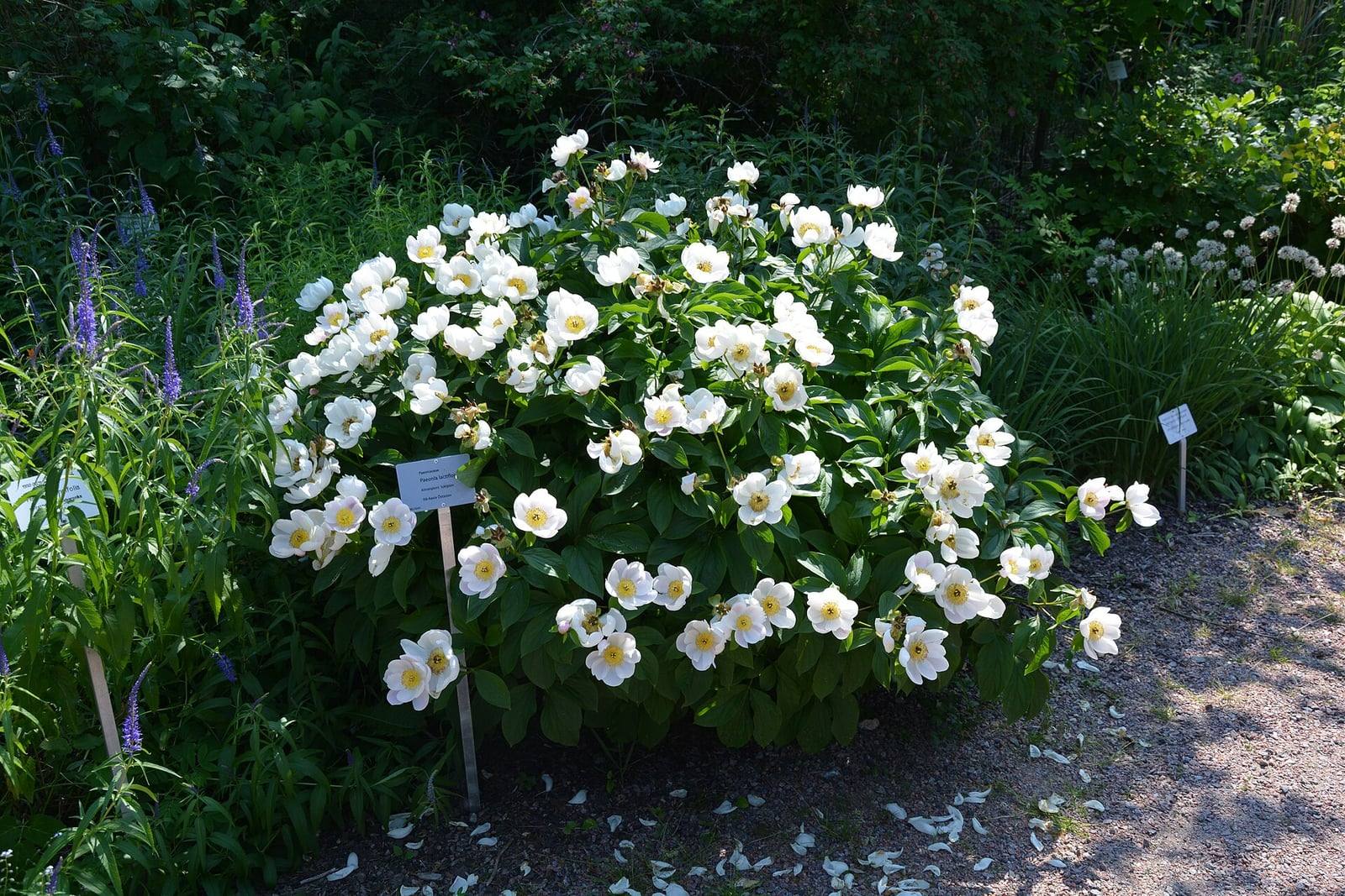Touffe fleurie de pivoine de Chine dans un jardin botanique, couverte de fleurs simples blanches au cœur d’étamines jaunes, avec une étiquette plantée à son pied.