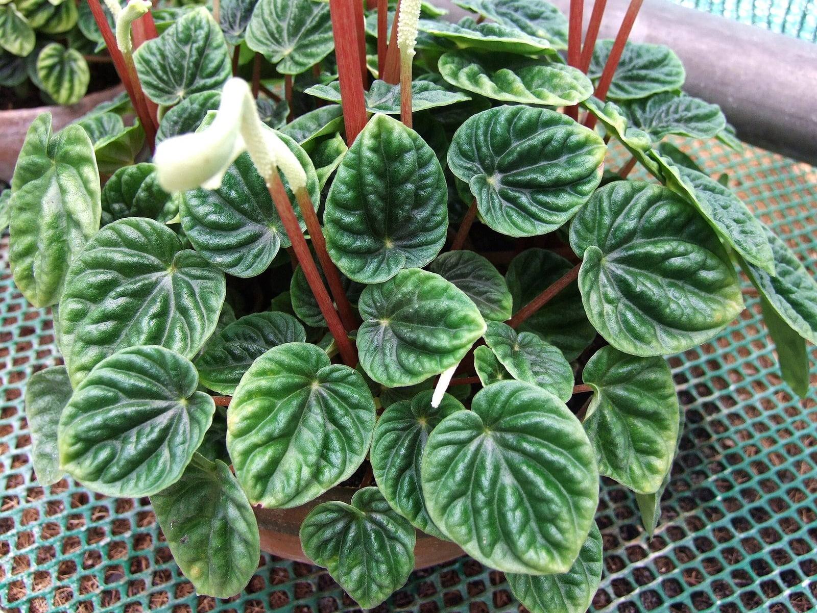 Touffe de Peperomia caperata en pot : feuilles en cœur vert foncé, brillantes et profondément gaufrées, d’où s’élèvent des épis floraux blanc crème sur de fines tiges rougeâtres.
