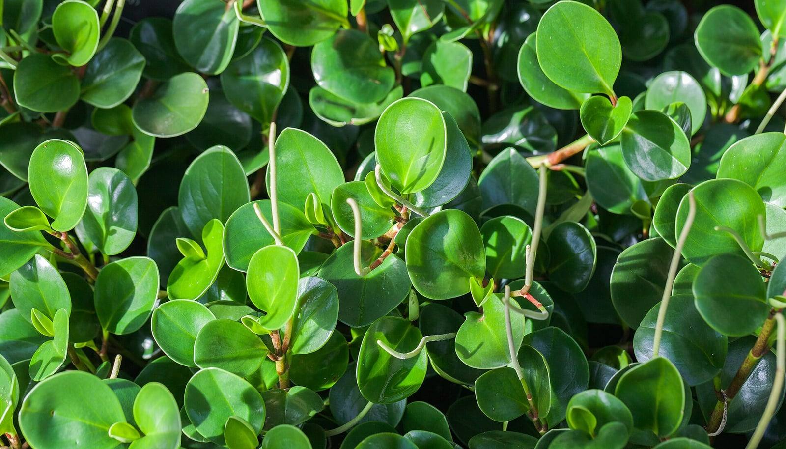 Macizo denso de Peperomia obtusifolia con hojas redondeadas, gruesas y brillantes, tallos rojizos y finas espigas florales de color crema.