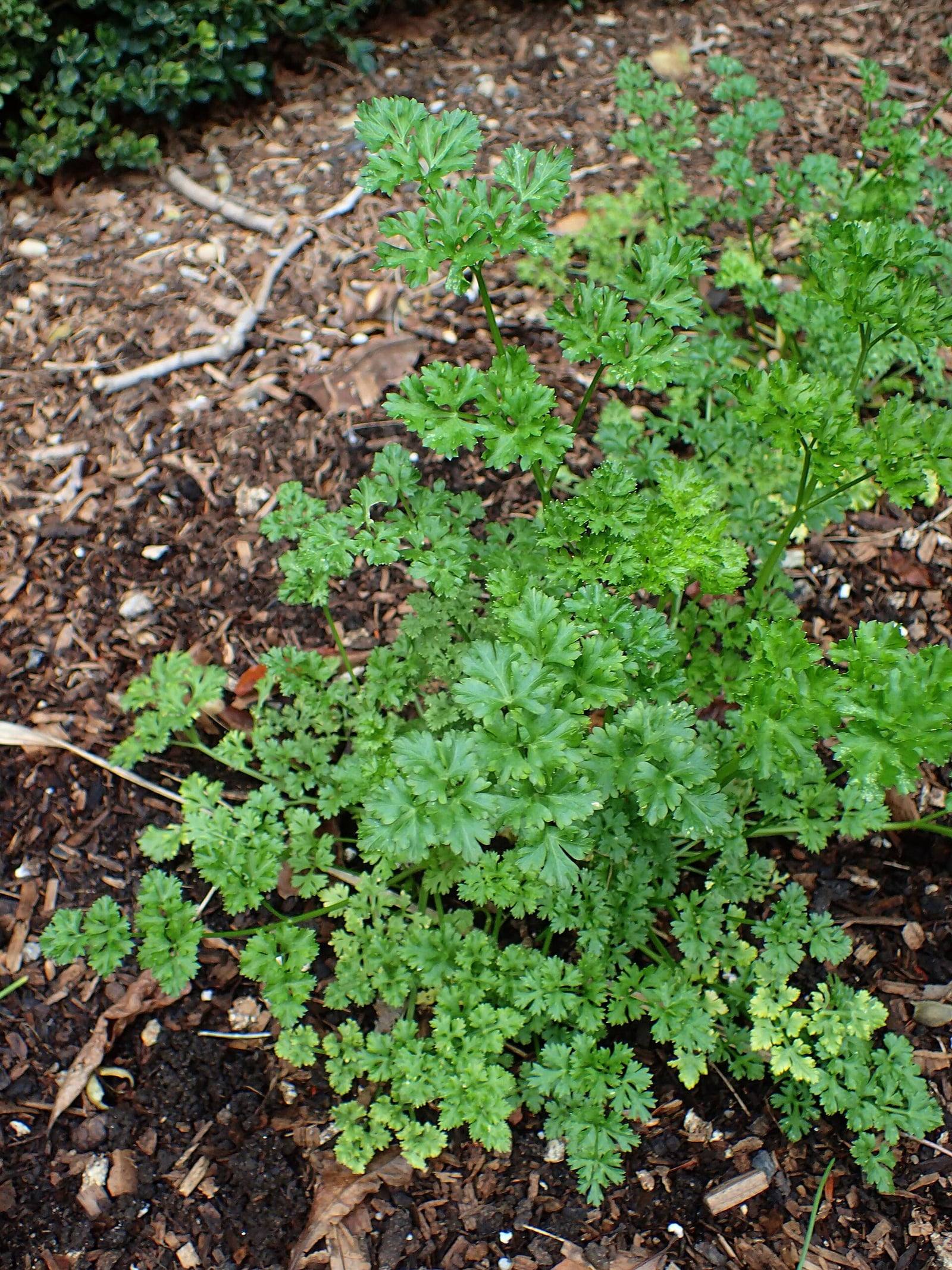 Touffe de persil frisé en pleine terre, aux feuilles vert vif finement découpées et crispées portées par de longs pétioles, sur un sol paillé d’écorces.