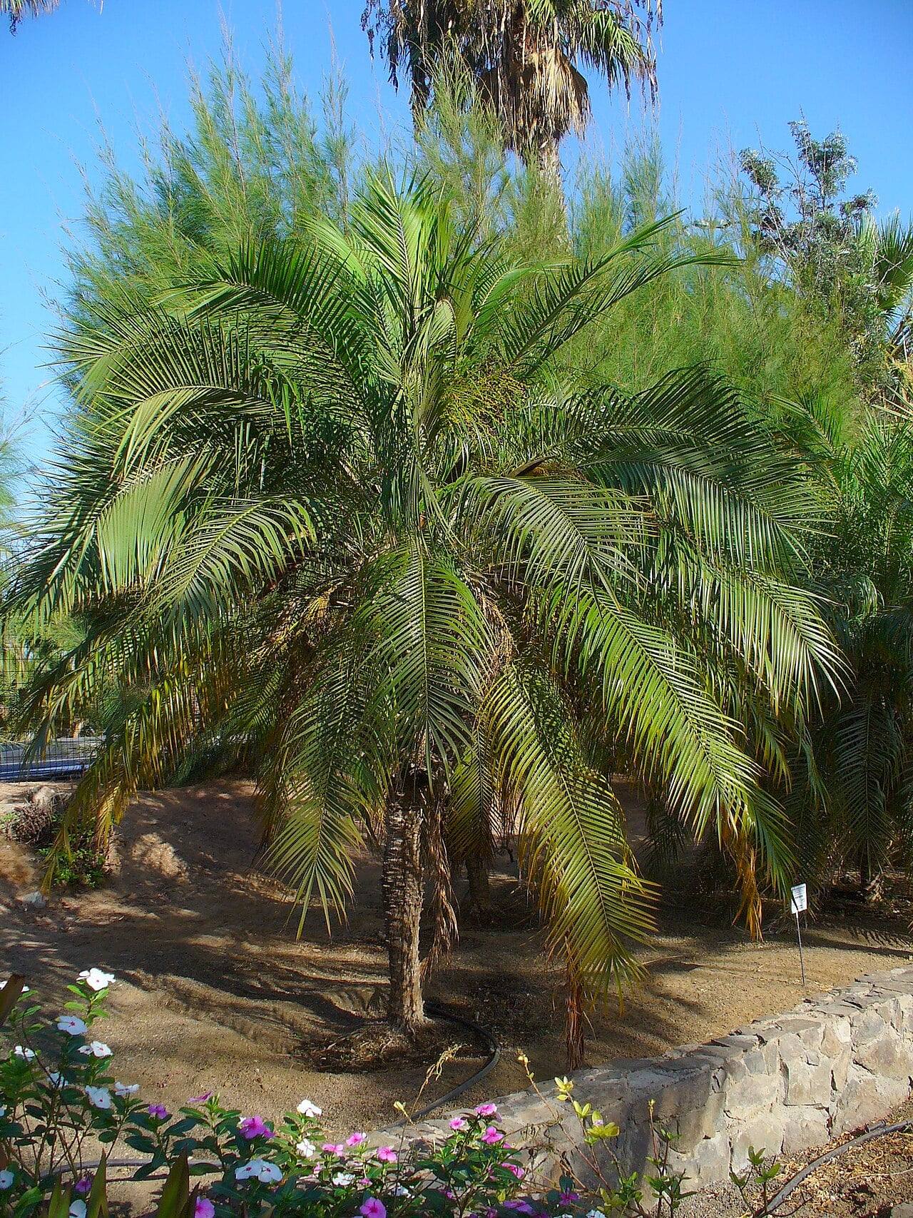 Pygmy date palm planted in the ground, with a slender trunk topped by fine, arching feather-shaped fronds, in a sunny botanical garden.