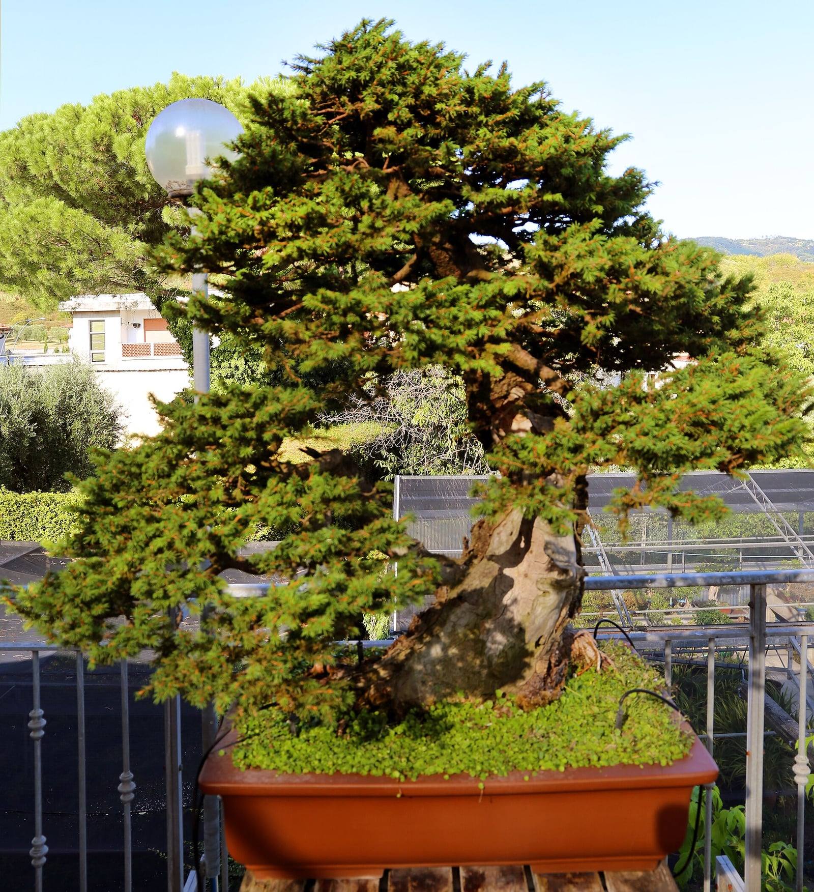 Bonsái de pícea común de unos ochenta años, de doble tronco grueso y corteza escamosa, con una amplia copa de acículas verdes en pisos, en una maceta rectangular anaranjada cubierta de musgo.