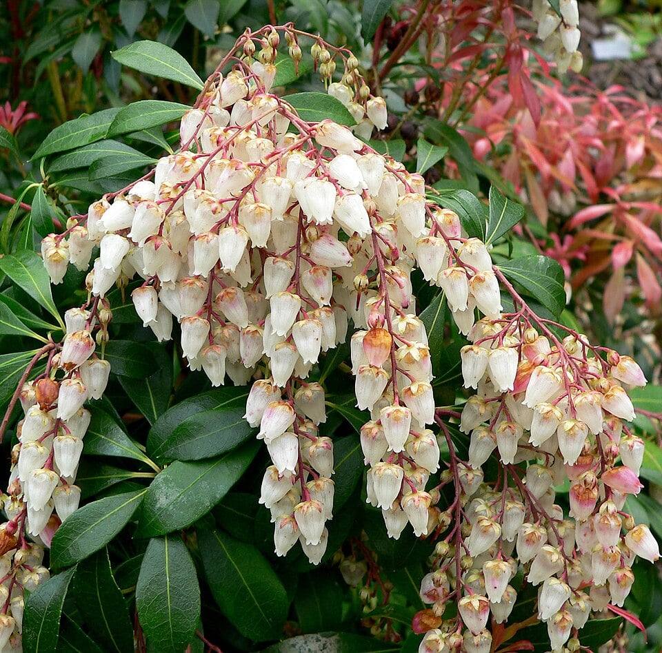 Drooping clusters of small white bell-shaped Japanese pieris flowers on reddish stalks among dark green leaves, with red new growth in the background.