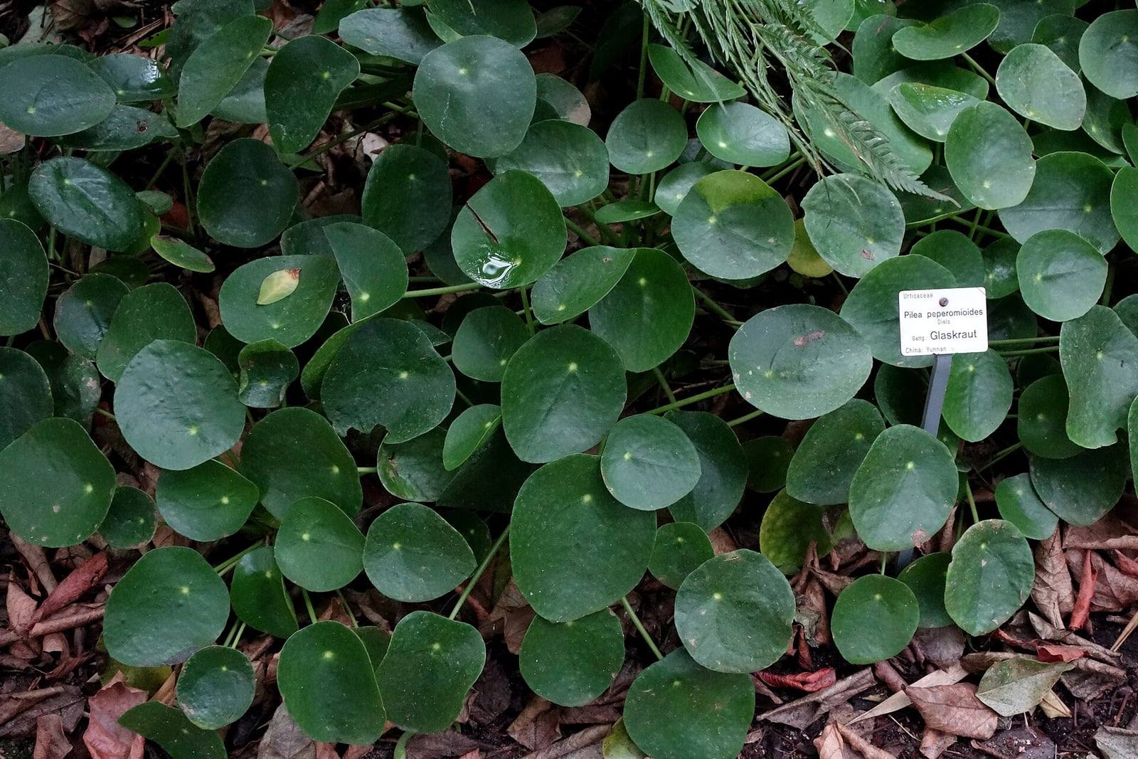 Macizo de Pilea peperomioides en el jardín botánico de Dresde: hojas redondas de color verde oscuro, unidas por el centro a un largo pecíolo, y etiqueta botánica.