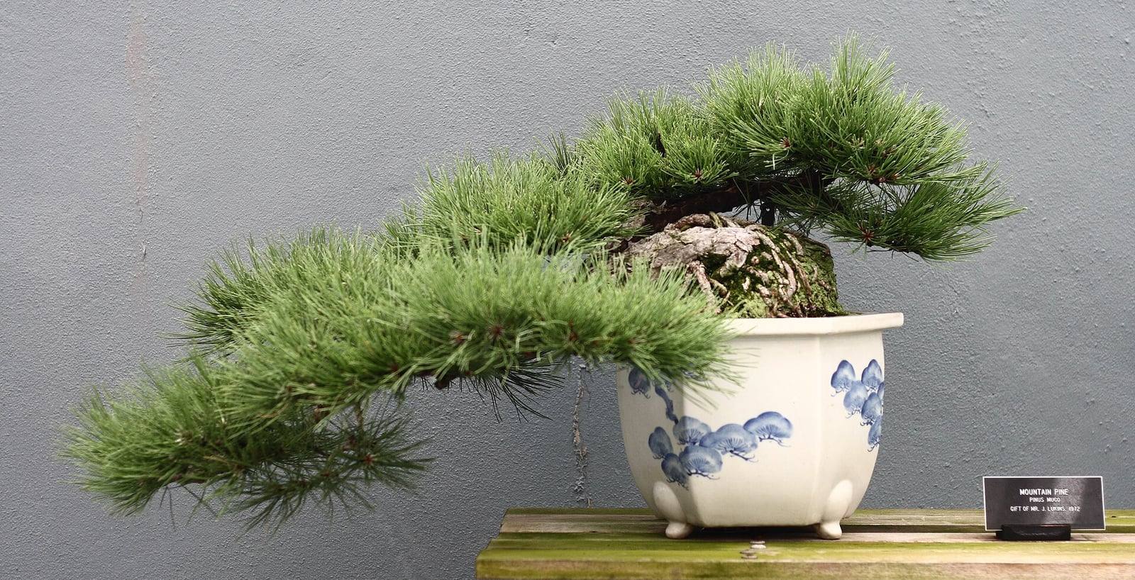 Semi-cascade mugo pine bonsai with branches full of green needles sweeping far out to one side, above a white pot painted with blue pines, against a gray wall.
