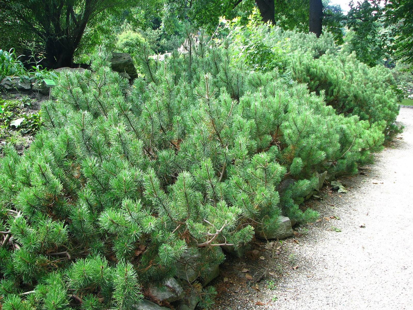 Macizo bajo y extendido de pinos mugo con acículas verde brillante, junto a un sendero de grava de un jardín botánico.