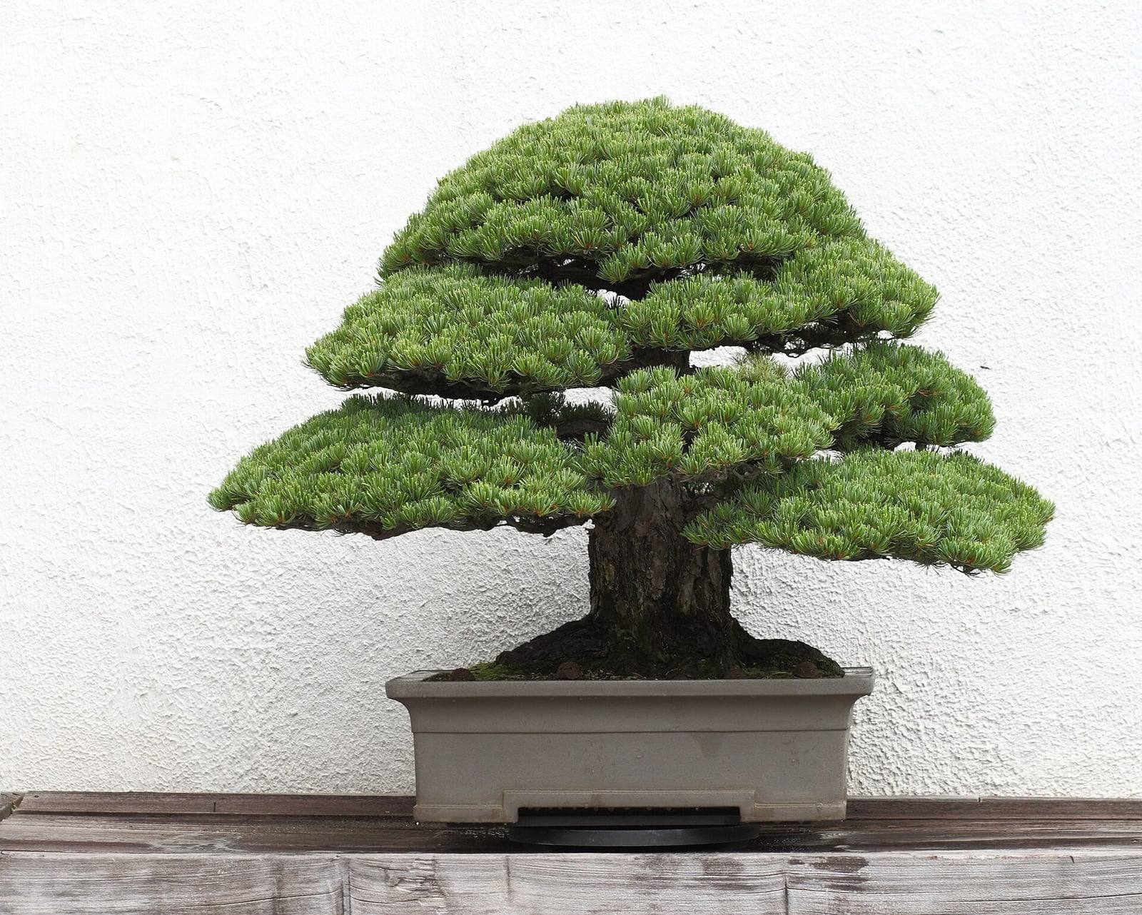 Bonsái de pino blanco japonés en el National Bonsai & Penjing Museum: tronco corto y robusto, copa ancha en pisos de almohadillas de agujas verde azulado y maceta rectangular gris sobre fondo blanco.
