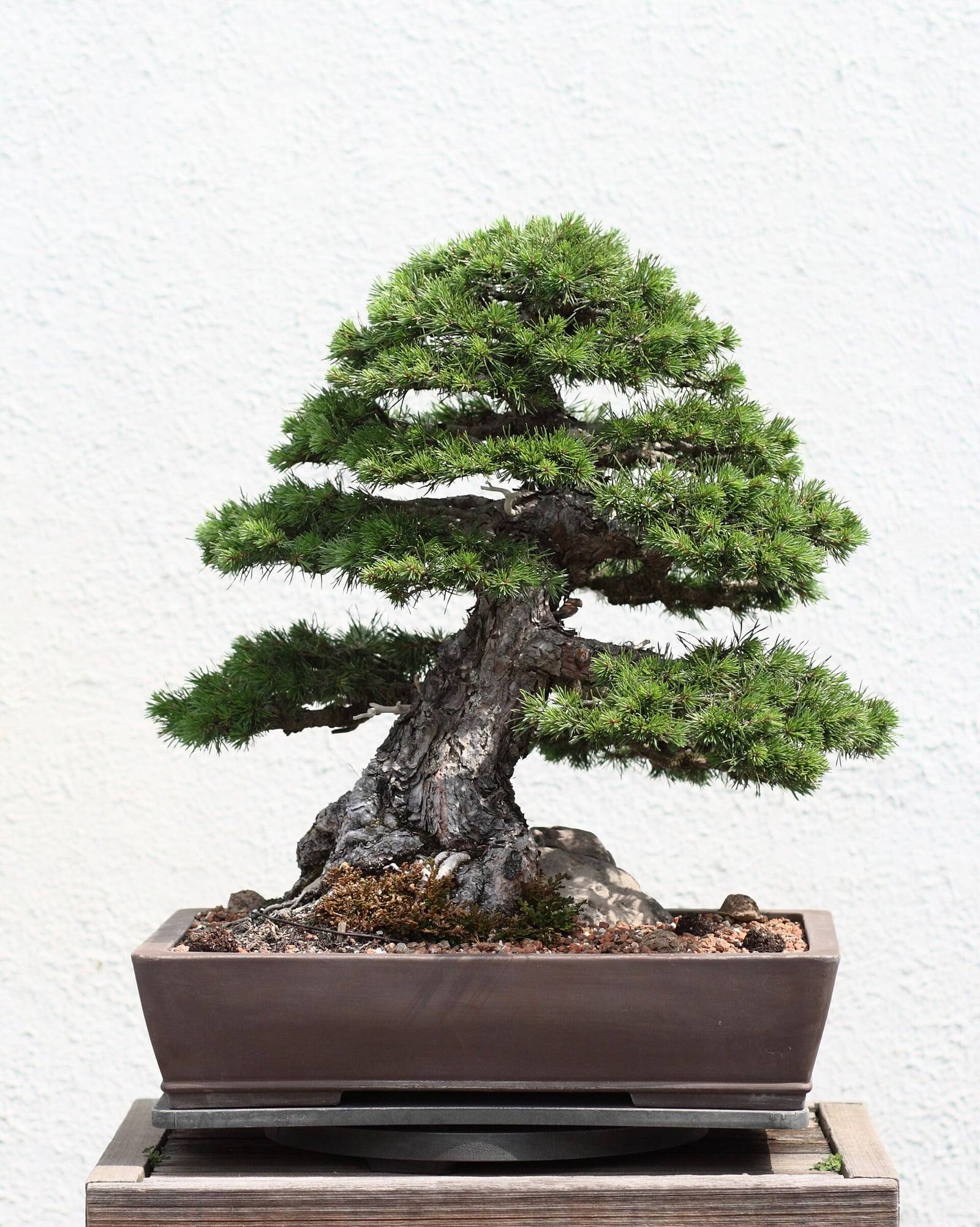 Scots pine bonsai with a thick, scaly, leaning trunk and tiers of branches covered in bright green needles, in a brown rectangular pot in front of a white wall.