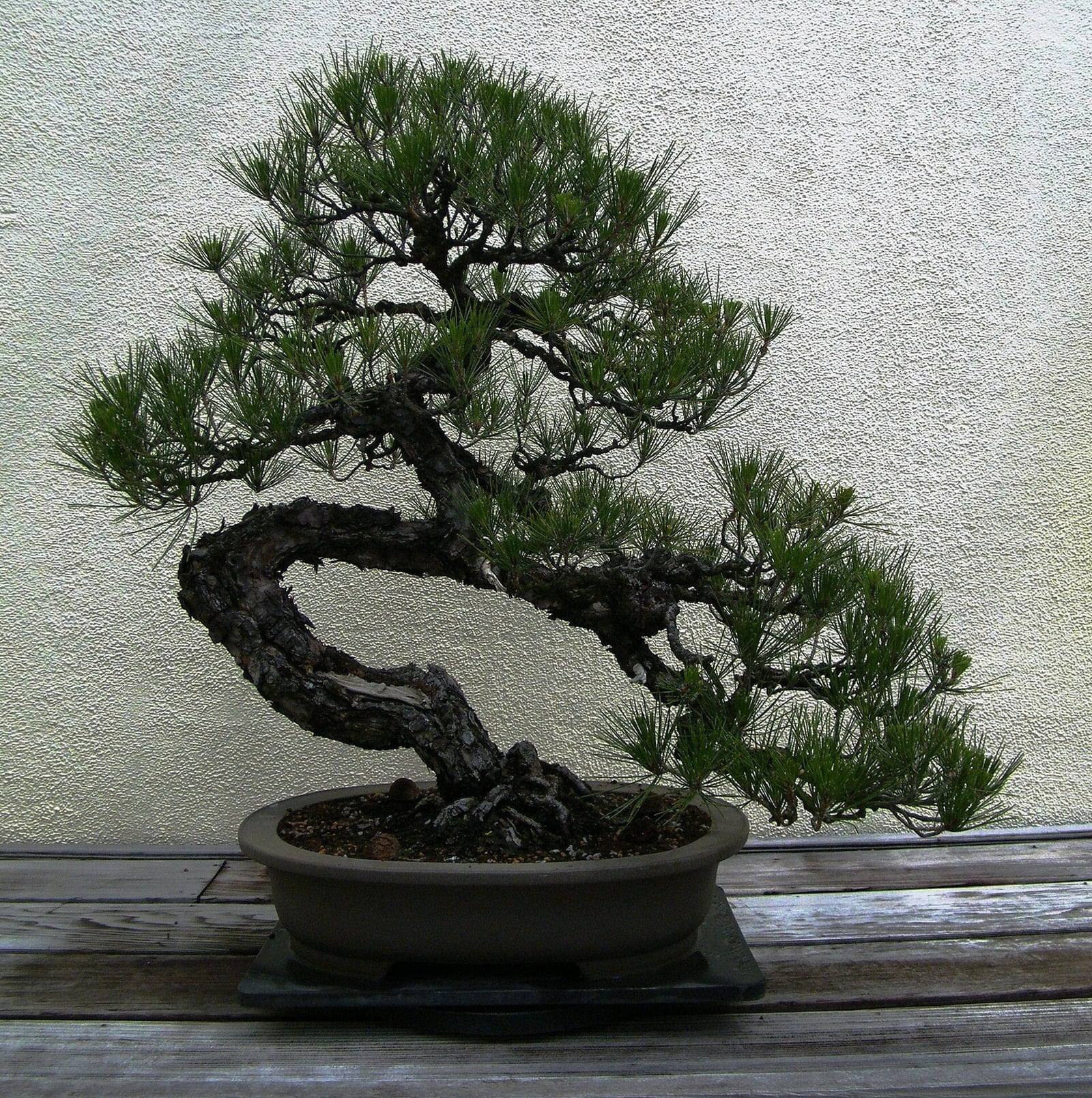 Japanese black pine bonsai with a thick, winding trunk covered in fissured bark, arching to the left, with tufts of dark green needles, in a brown oval pot.