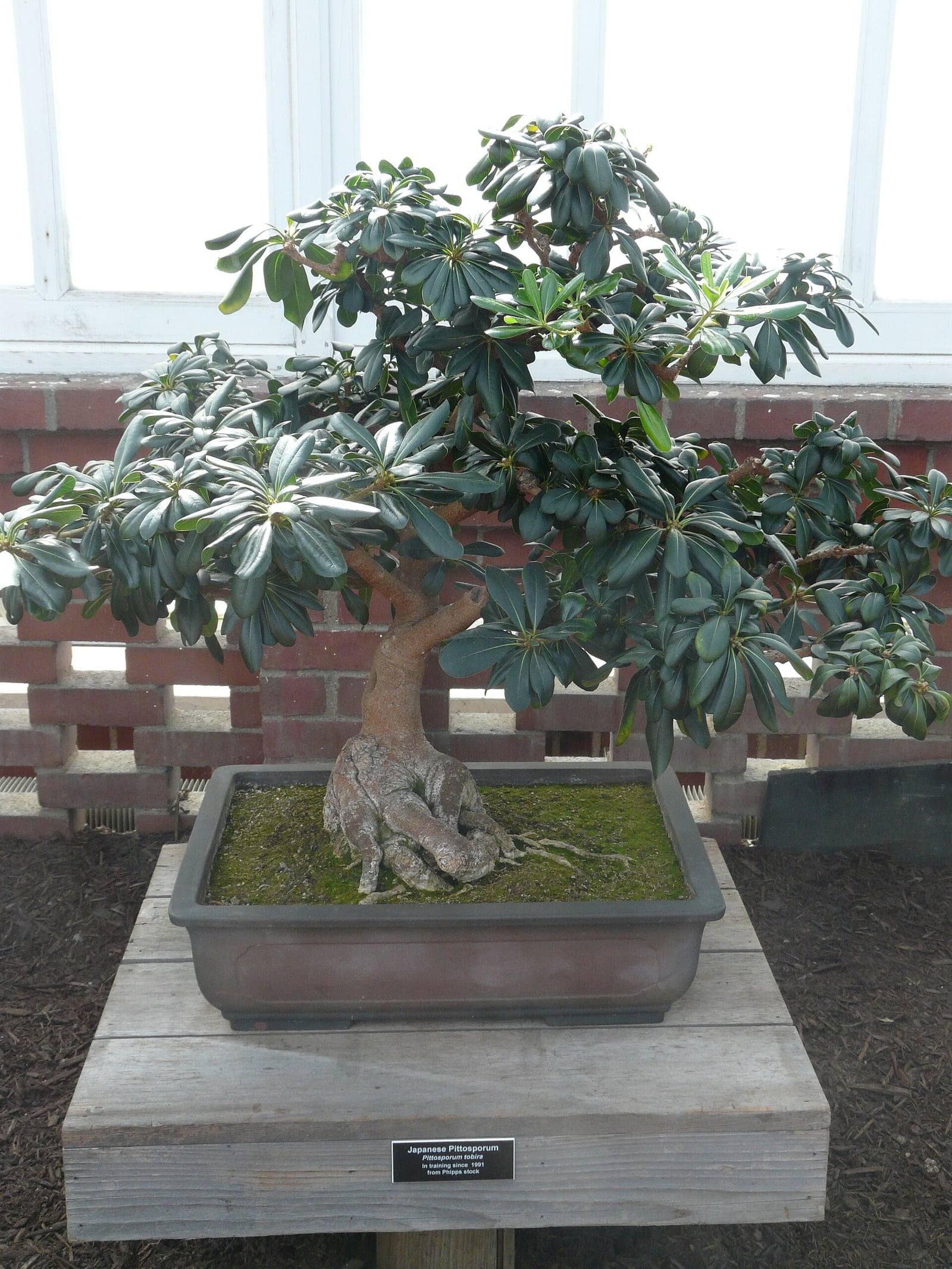 Japanese pittosporum bonsai with a leaning trunk and thick surface roots, topped by whorls of glossy dark green leaves, in a brown rectangular pot on a wooden stand, with a label in the foreground.