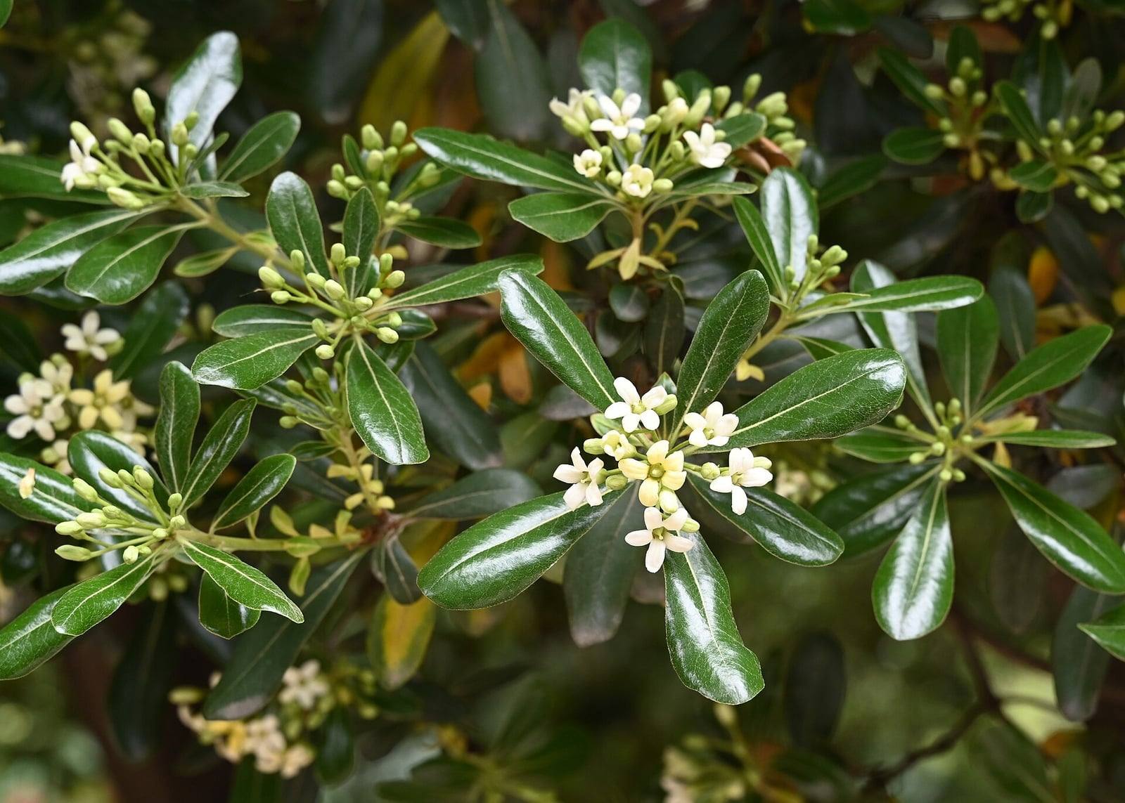 Ramas de Pittosporum tobira en un jardín botánico: rosetas de hojas obovadas de color verde oscuro brillante y ramilletes de flores blanco crema en botón y abiertas.