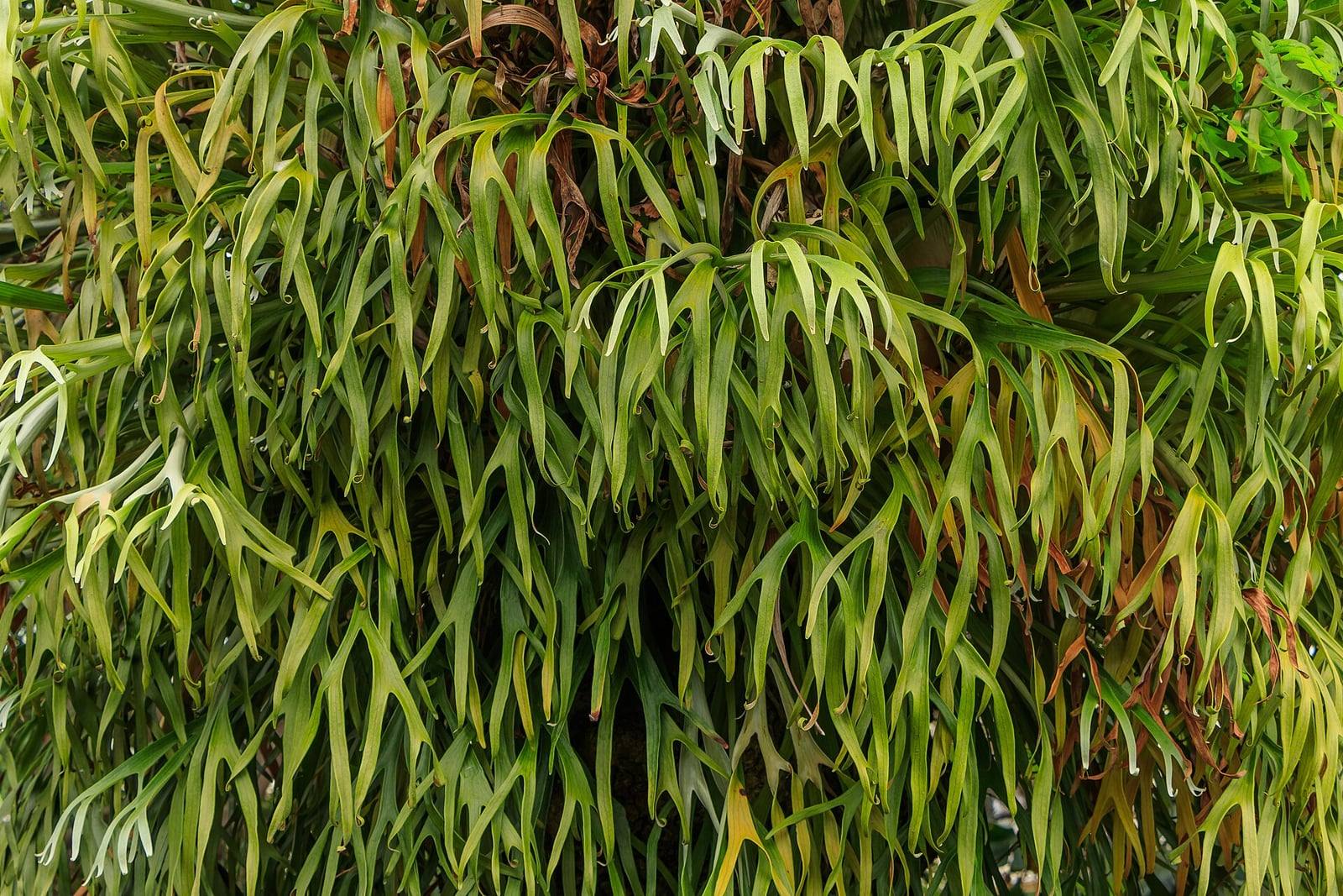 Colonia densa de helechos cuerno de alce, cubierta de largas frondas verdes colgantes que se dividen en puntas semejantes a una cornamenta.