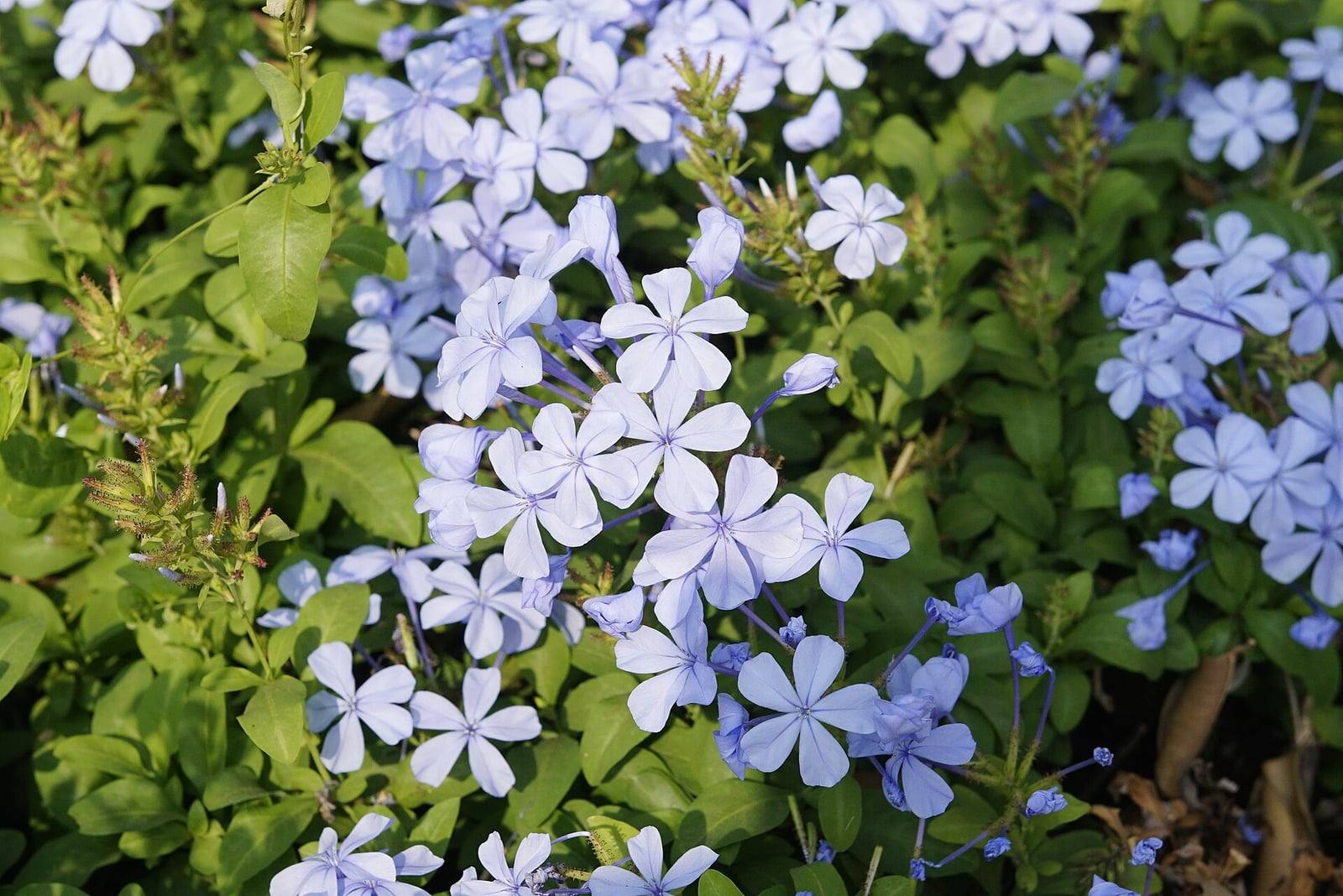 Plumbago auriculata covered in clusters of sky-blue, five-petaled flowers among light green leaves and sticky calyces.