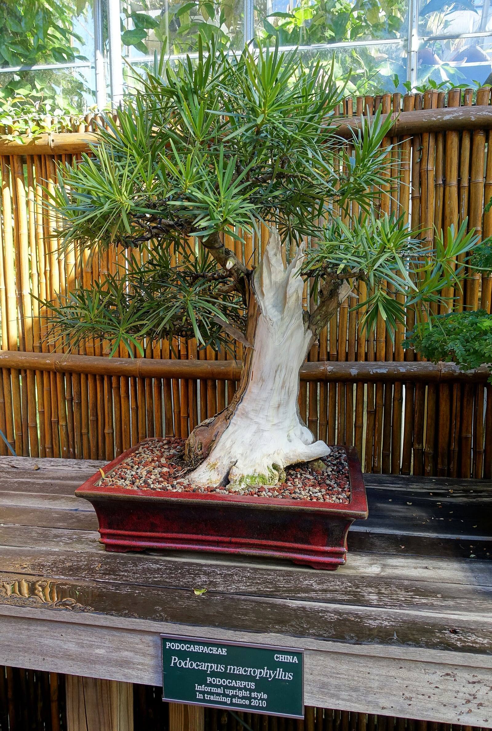 Informal upright Buddhist pine bonsai whose trunk shows a wide band of bleached deadwood beneath tufts of long, narrow dark green leaves, in a dark red rectangular pot beside its botanical label.