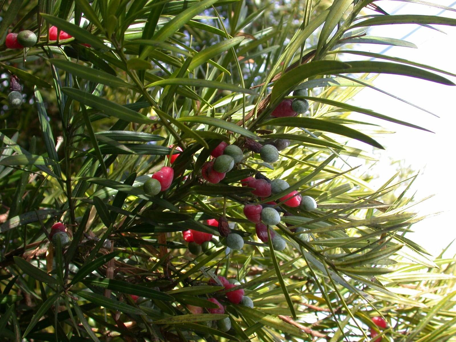 Ramas de podocarpo de hojas largas y estrechas verde oscuro que llevan semillas verde azulado sobre receptáculos carnosos rojos.