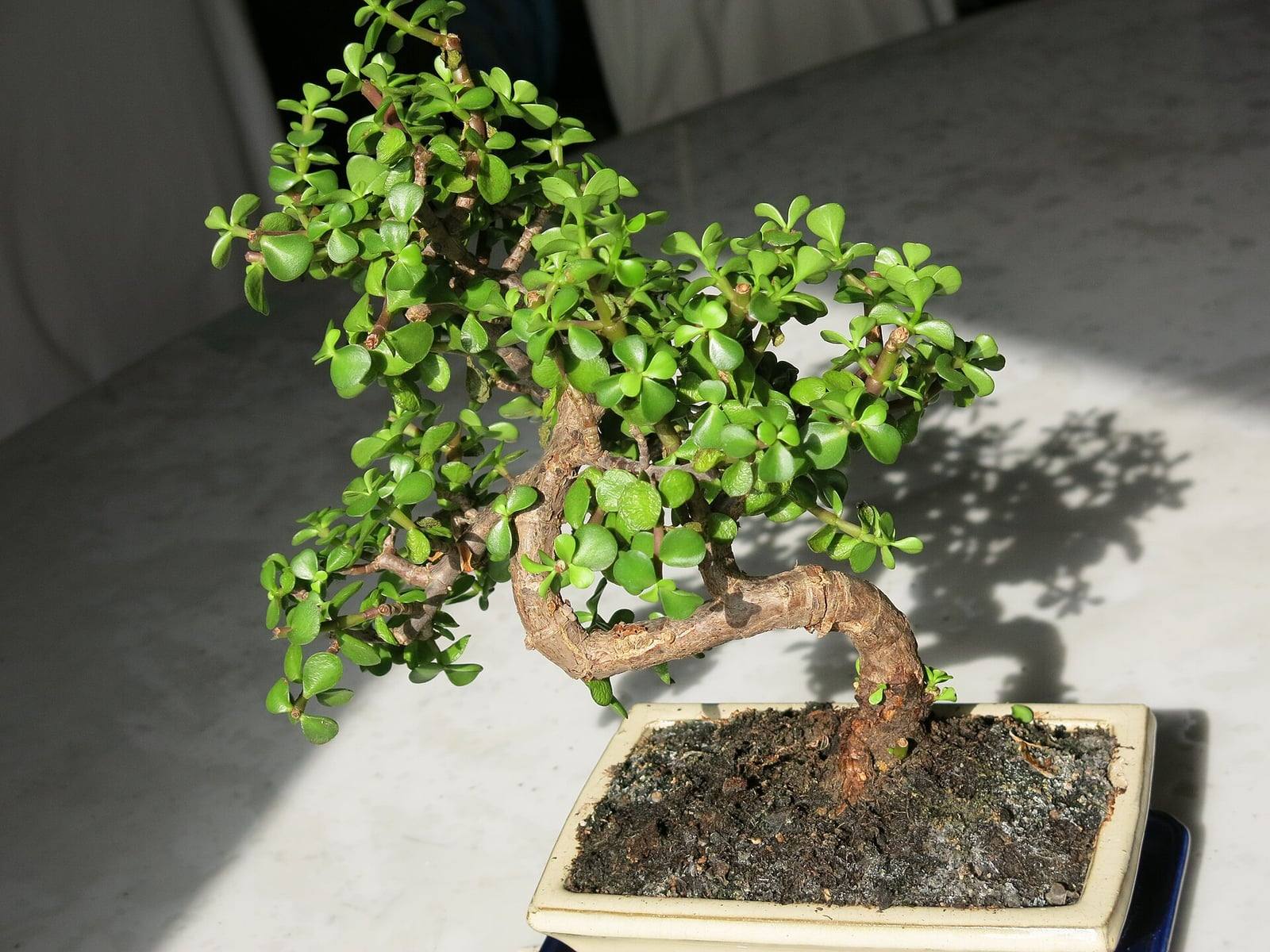Portulacaria afra bonsai with a gnarled, leaning brown trunk and a crown of small, round, fleshy bright green leaves, in a cream rectangular pot.