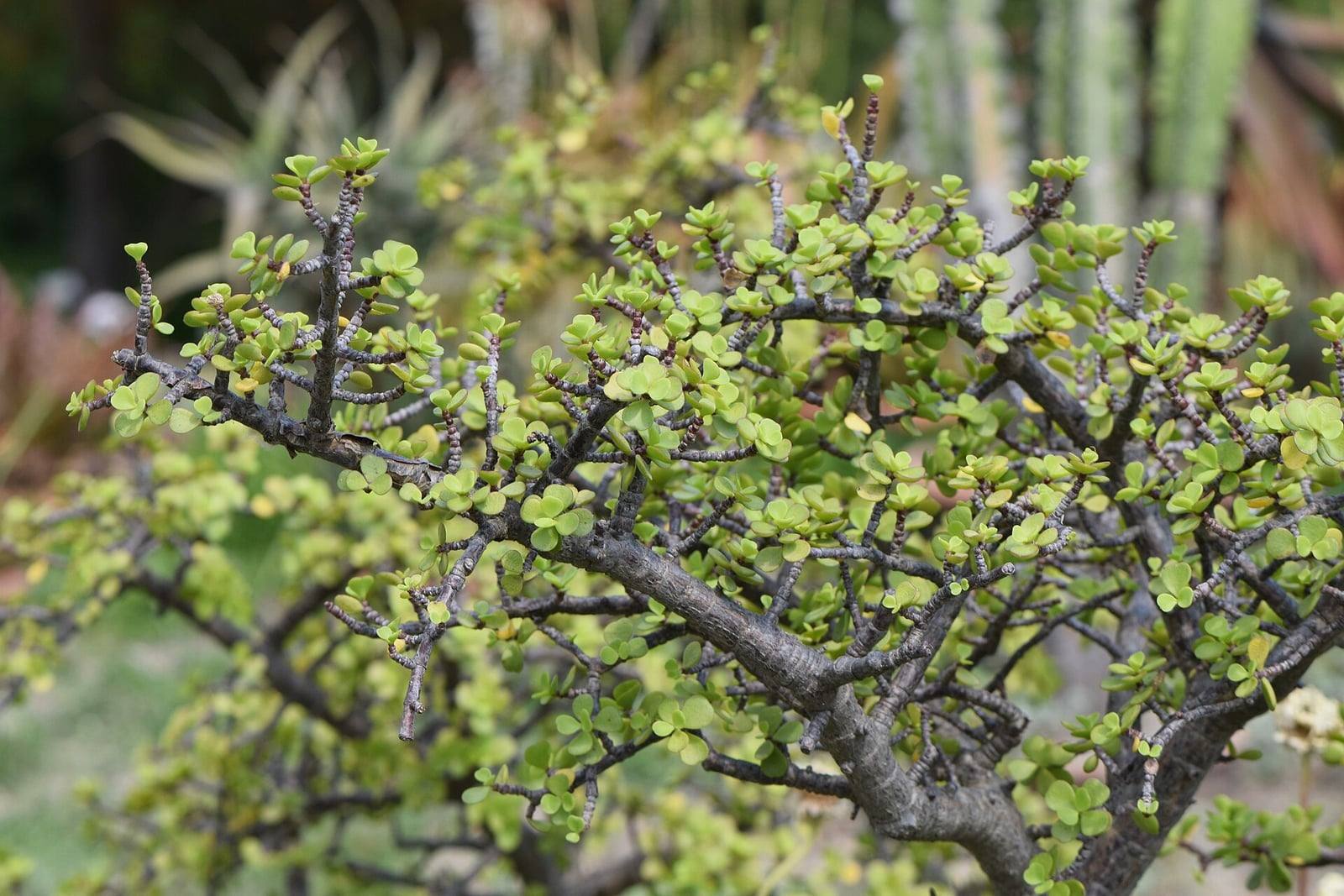 Densely branched gray-barked stems of Portulacaria afra bearing small, round, fleshy light green leaves in a botanical garden.