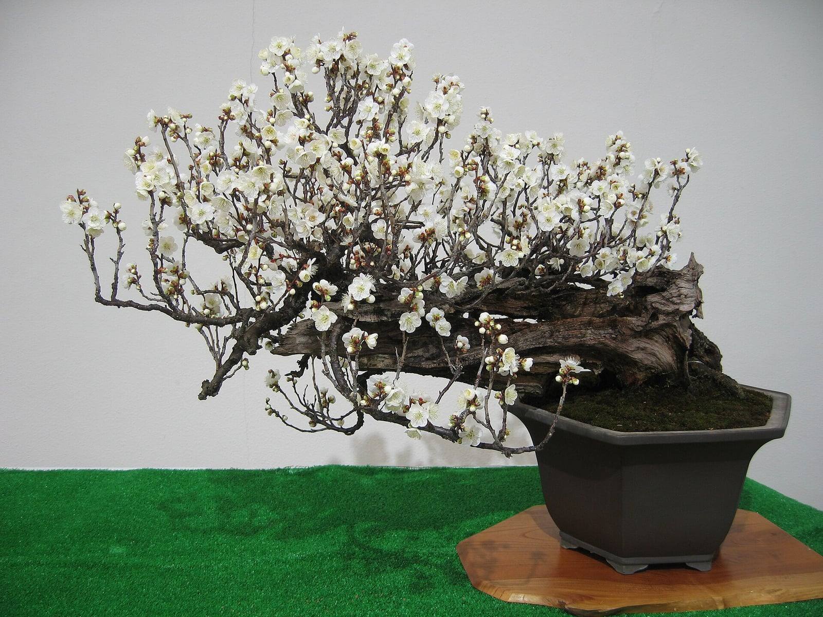 Bonsaï d’abricotier du Japon en pleine floraison, au tronc couché et sculpté de bois mort, dont les rameaux nus se couvrent de fleurs blanches, dans un pot hexagonal brun foncé posé sur un socle en bois.