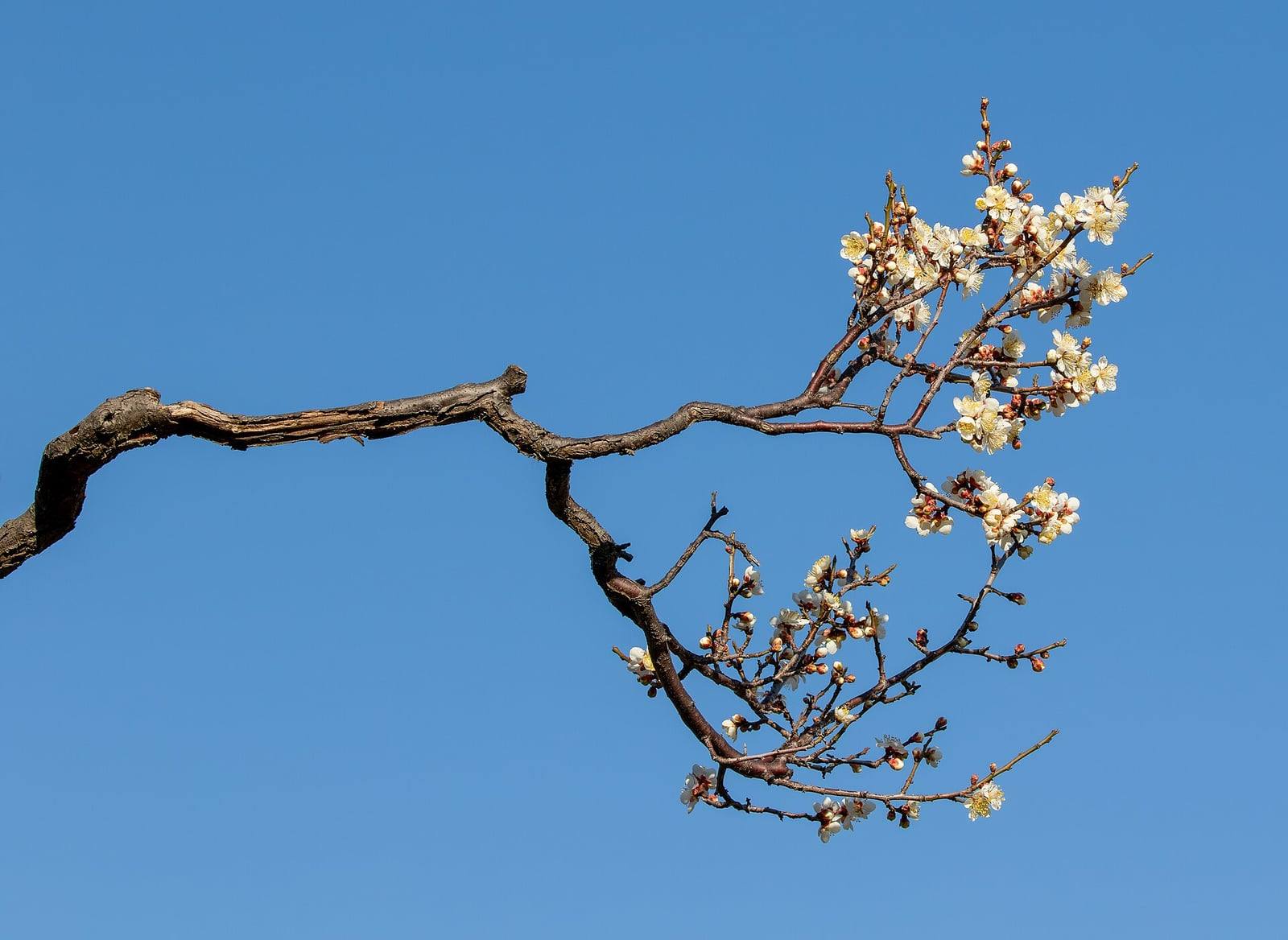 Branche tortueuse d’abricotier du Japon à l’écorce brune crevassée, couverte de petites fleurs blanc crème et de boutons rouges, sur un ciel bleu d’hiver.