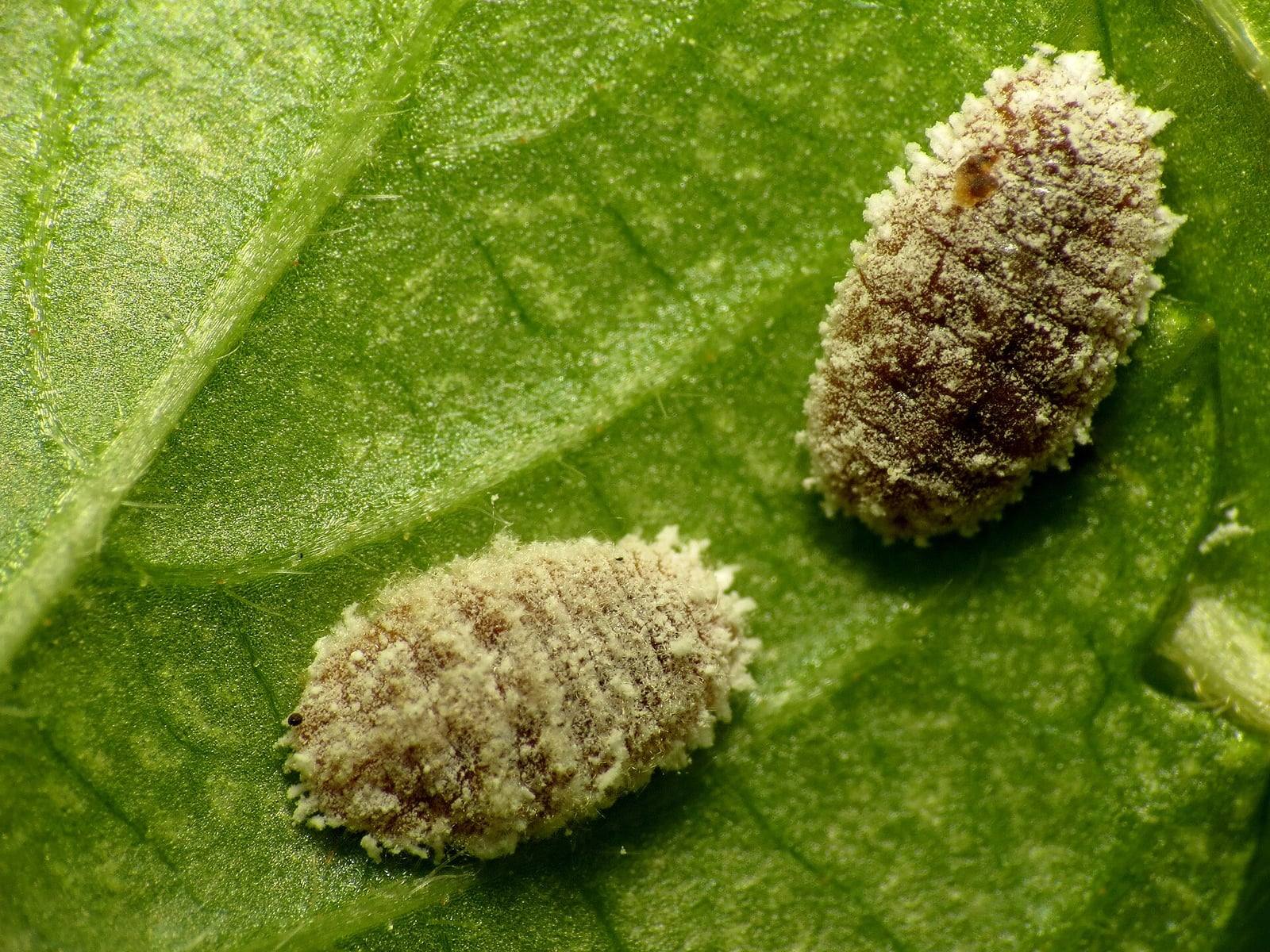 Close-up of two mealybugs (family Pseudococcidae) on a green leaf: oval, segmented bodies covered in white powdery wax fringed with short filaments.