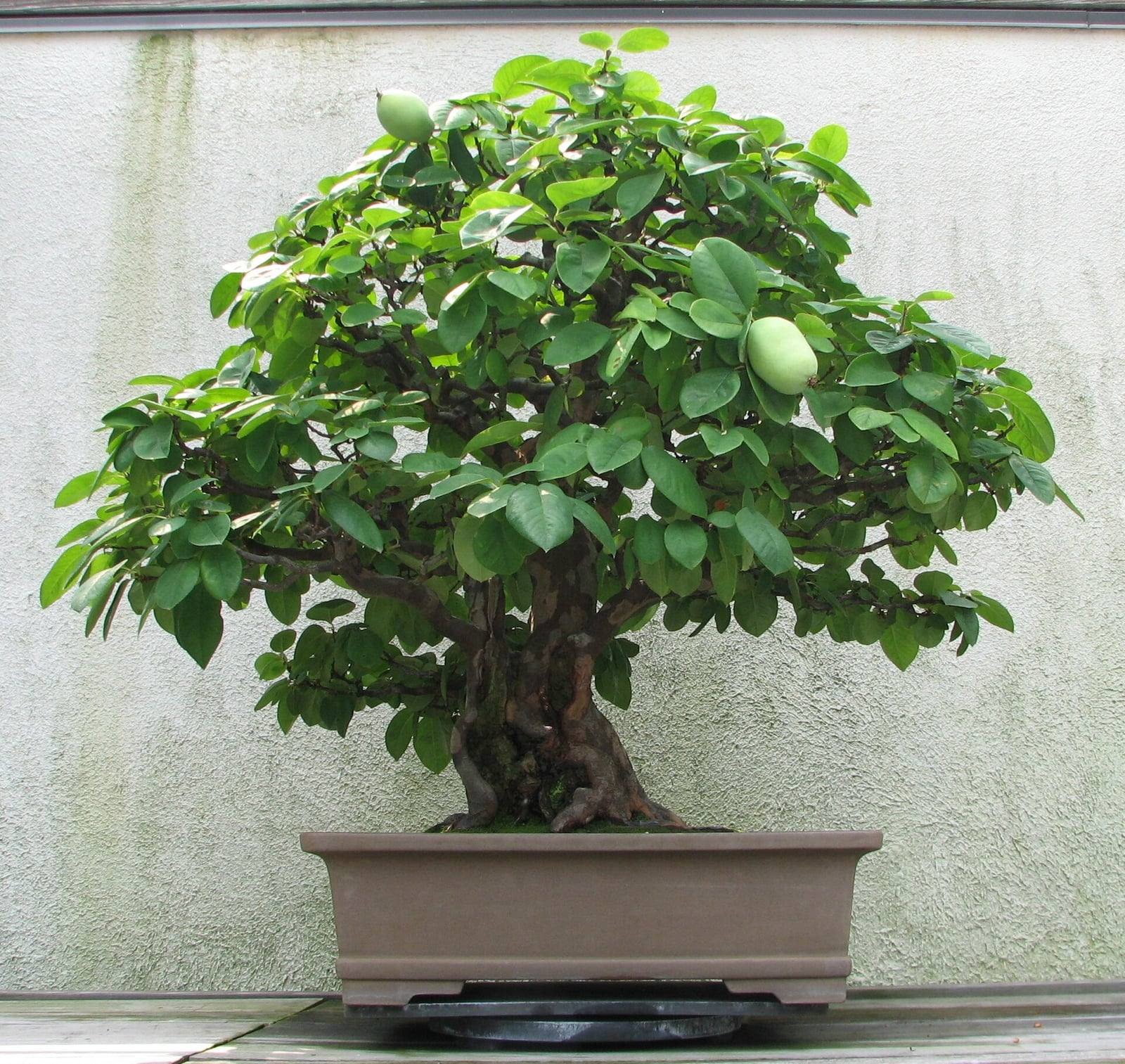 Bonsái de membrillero de China de tronco corto y robusto, con corteza jaspeada de pardo y anaranjado, bajo una amplia copa de hojas verdes brillantes con dos frutos verdes jóvenes, en una maceta rectangular marrón.