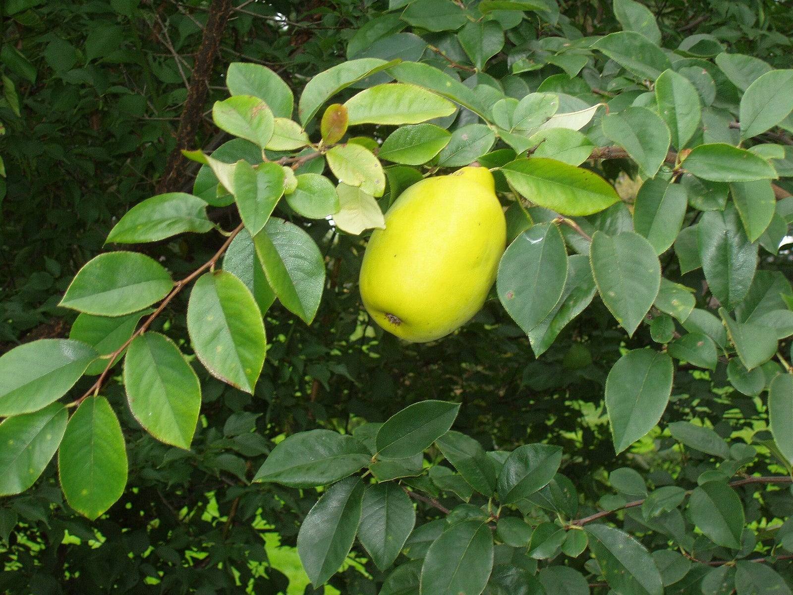 Rama de membrillero de China con un gran fruto ovalado amarillo entre hojas ovaladas de color verde brillante, finamente dentadas.