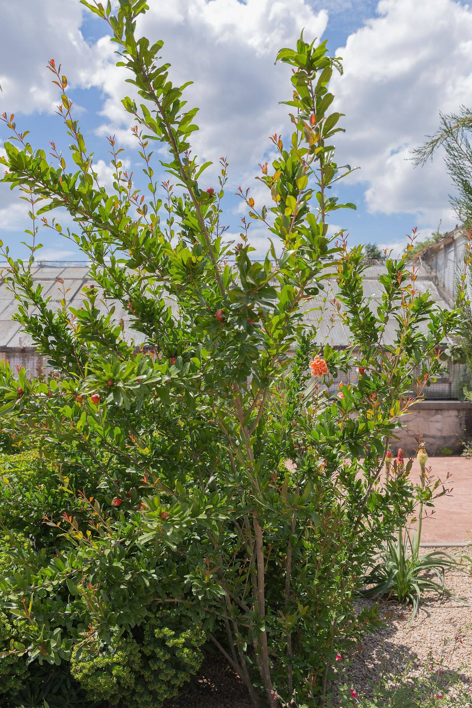 Granado arbustivo de varios tallos erguidos, cubierto de hojas verde brillante con brotes jóvenes rojizos, con capullos rojos y una flor rojo anaranjado, en un macizo de jardín botánico delante de unos invernaderos, bajo un cielo nuboso.