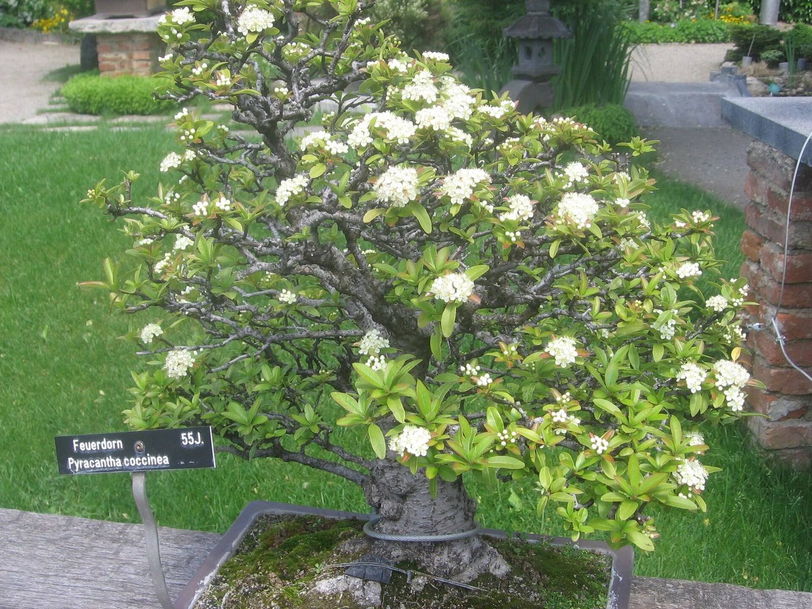 Flowering scarlet firethorn bonsai in a garden: thick gnarled trunk, twisting gray branches covered with small bright green leaves and clusters of white flowers, with a label reading “Feuerdorn Pyracantha coccinea 55J.” in front of the pot.