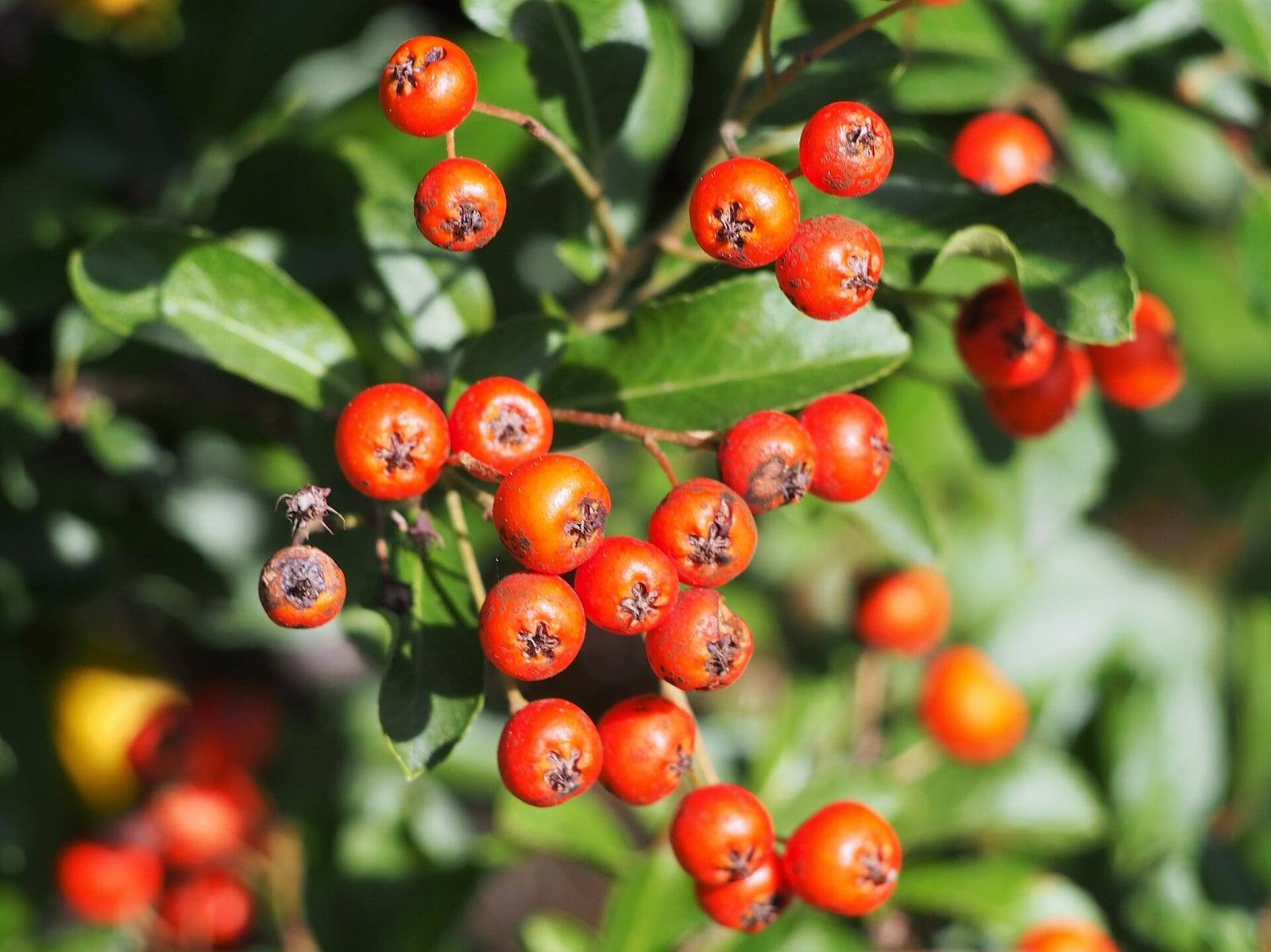 Clusters of small round orange-red scarlet firethorn fruits, each topped by a dried calyx, among glossy dark green elliptic leaves.