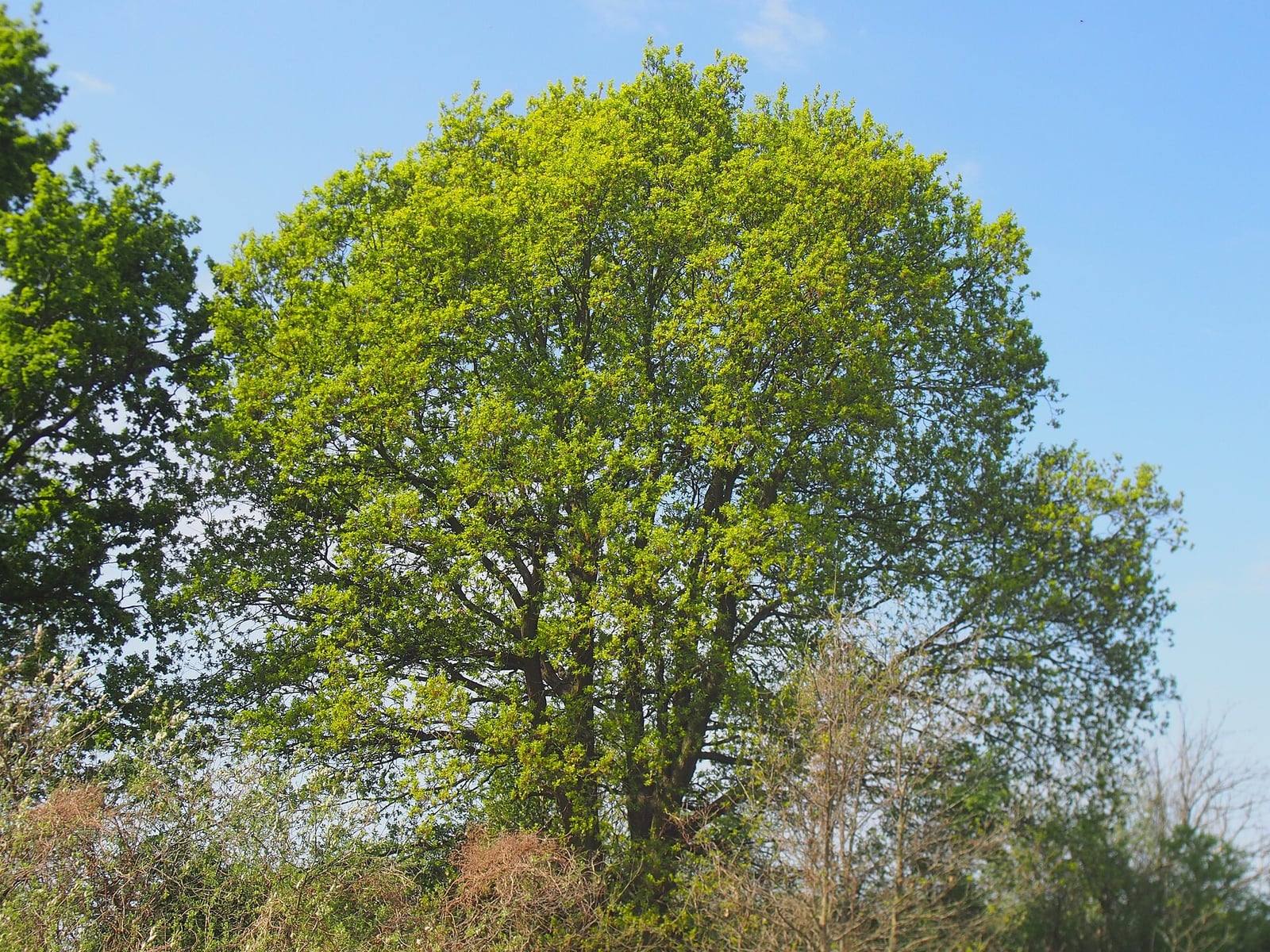 Roble común aislado en primavera, bajo un cielo azul: amplia copa redondeada cubierta de hojas jóvenes verde claro, sobre un tronco que se divide en gruesas ramas ascendentes.