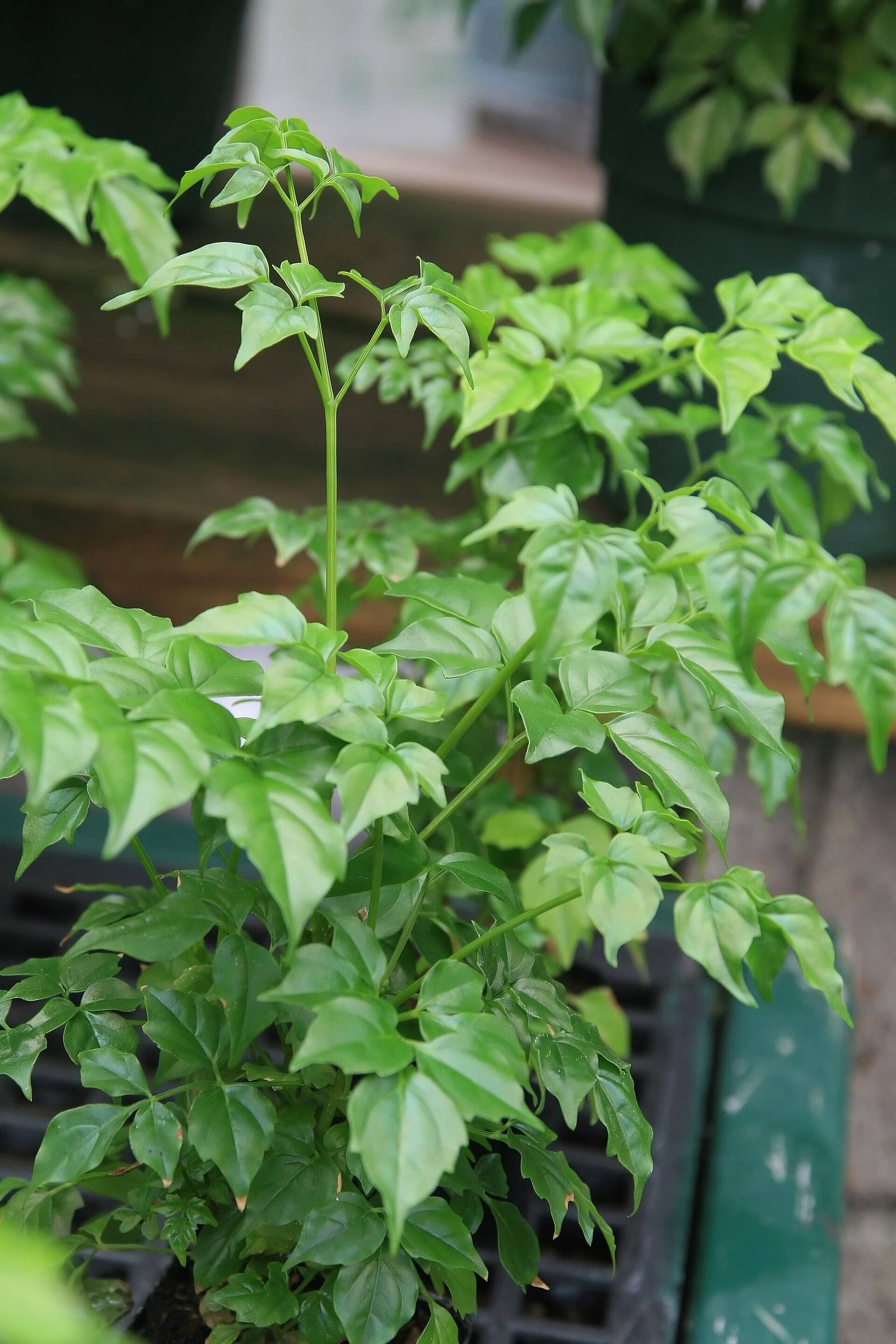 Joven Radermachera sinica en maceta en un vivero, con tallos verdes erguidos y hojas compuestas formadas por numerosos folíolos brillantes, de color verde claro y puntiagudos.