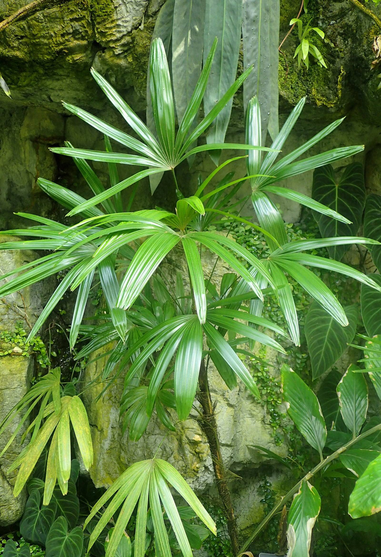 Mata de Rhapis excelsa de follaje verde brillante, con hojas en abanico divididas en segmentos estrechos.