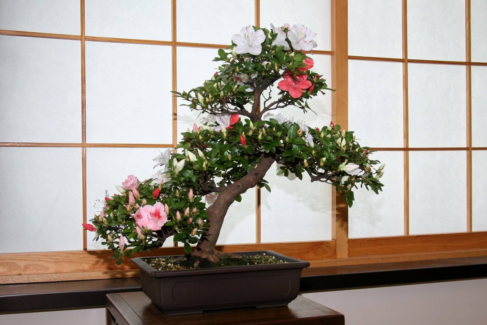 Bonsái de azalea satsuki ‘Homare’ en flor, de tronco inclinado y sinuoso, con flores blancas, rosa pálido y rosa intenso entre numerosos botones, en una maceta rectangular marrón oscuro delante de un panel de papel de estilo japonés.