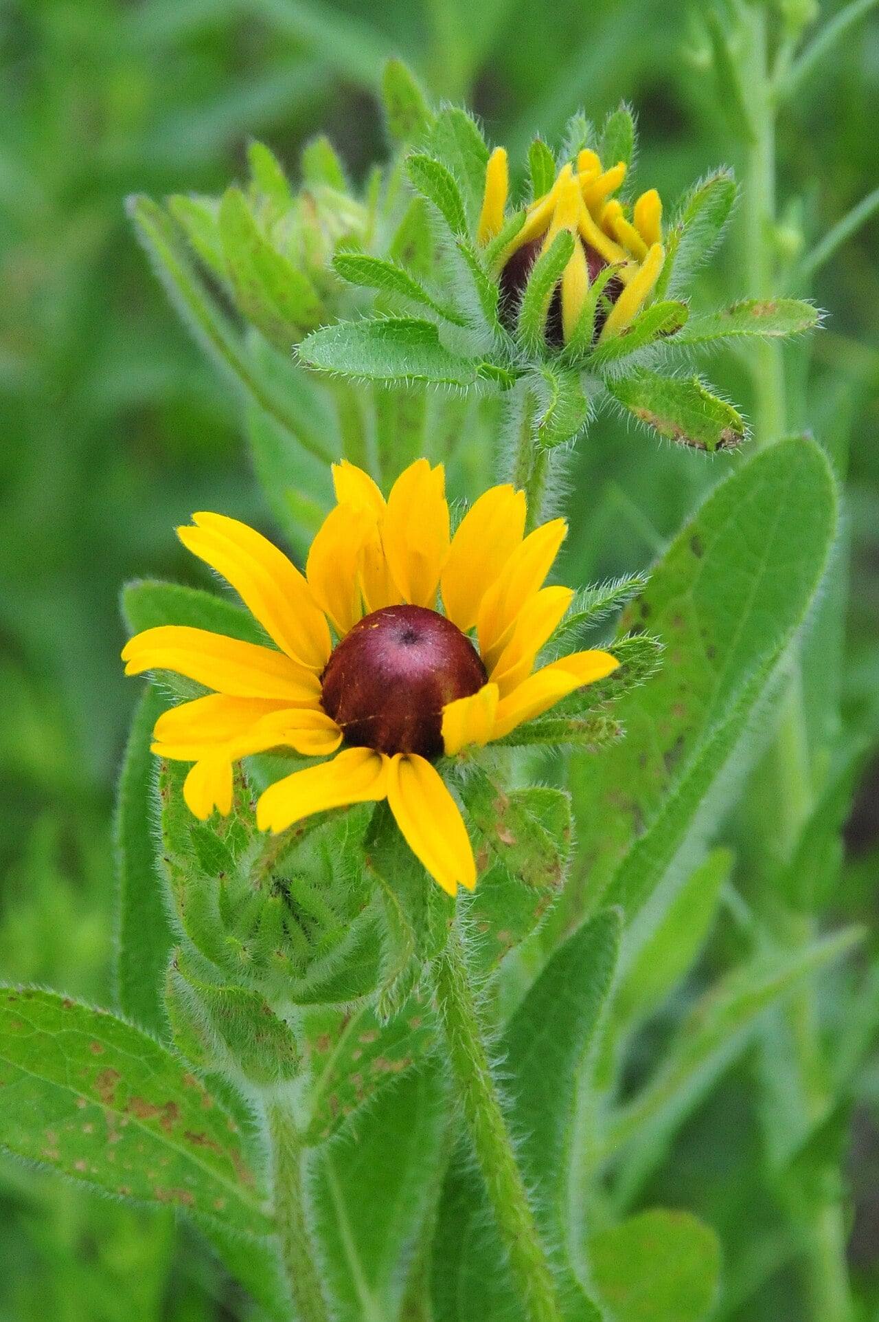 Rudbeckia hirta flower head with golden-yellow rays around a domed purplish-brown center, above a bud and very hairy stems and leaves.