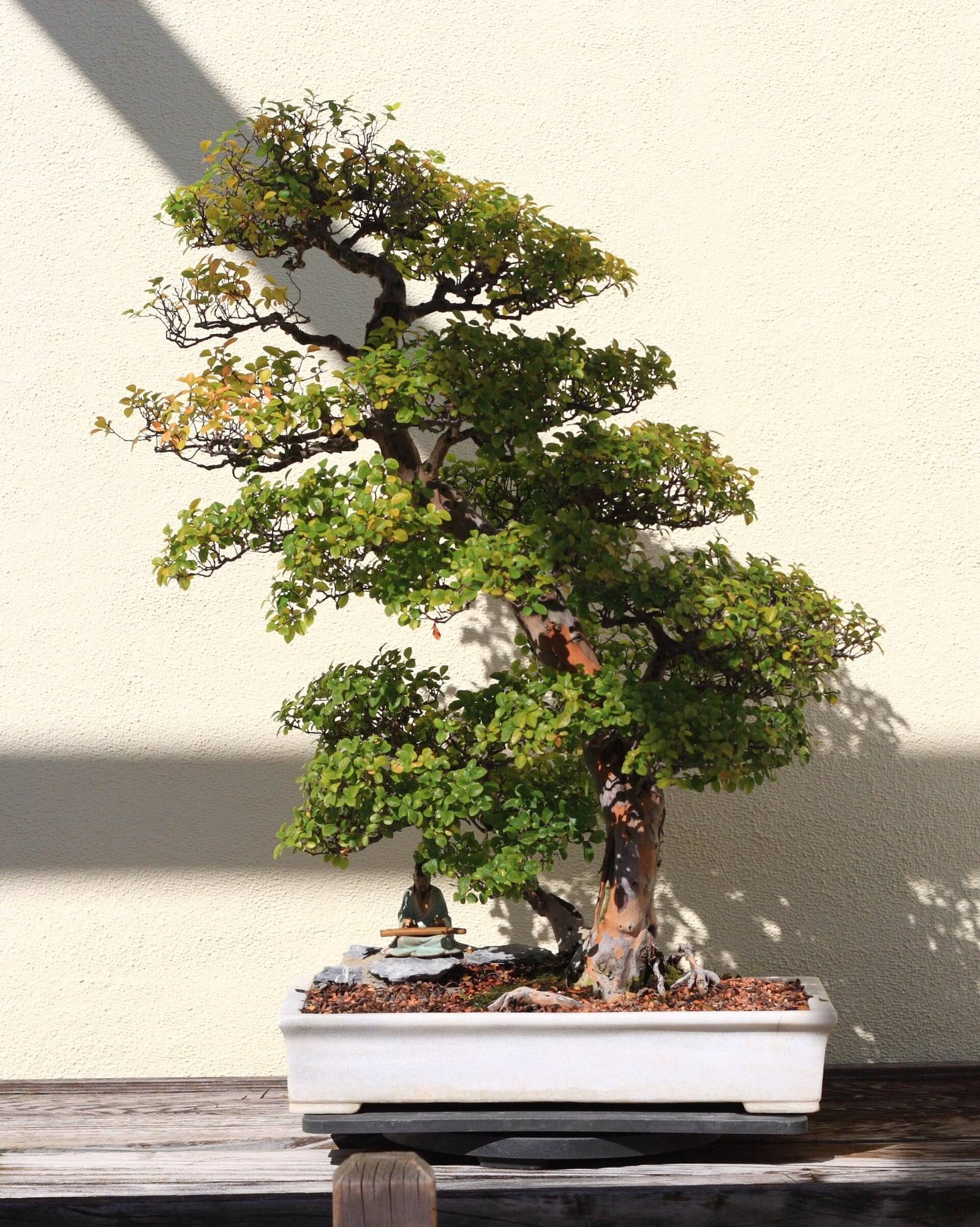 Sageretia bonsai at the National Bonsai & Penjing Museum: a leaning trunk with mottled brown and cream bark, tiers of small green leaves touched with yellow and a fisherman figurine at its foot, in a white rectangular tray.